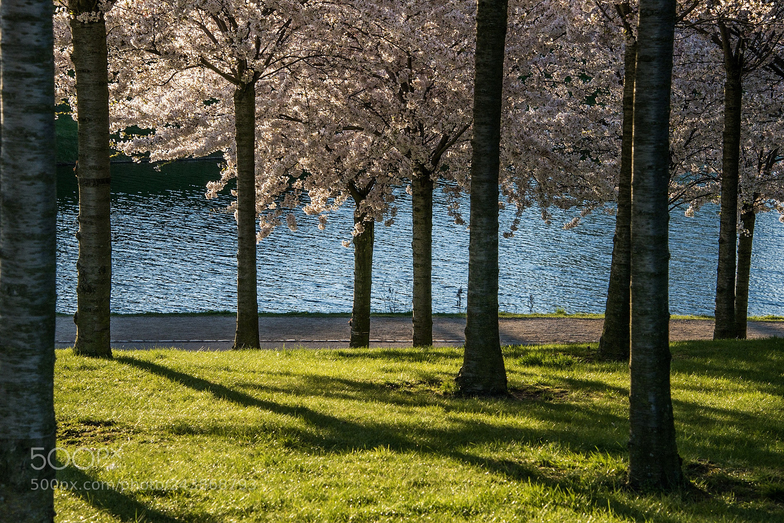Nikon D800 sample photo. Spring photography