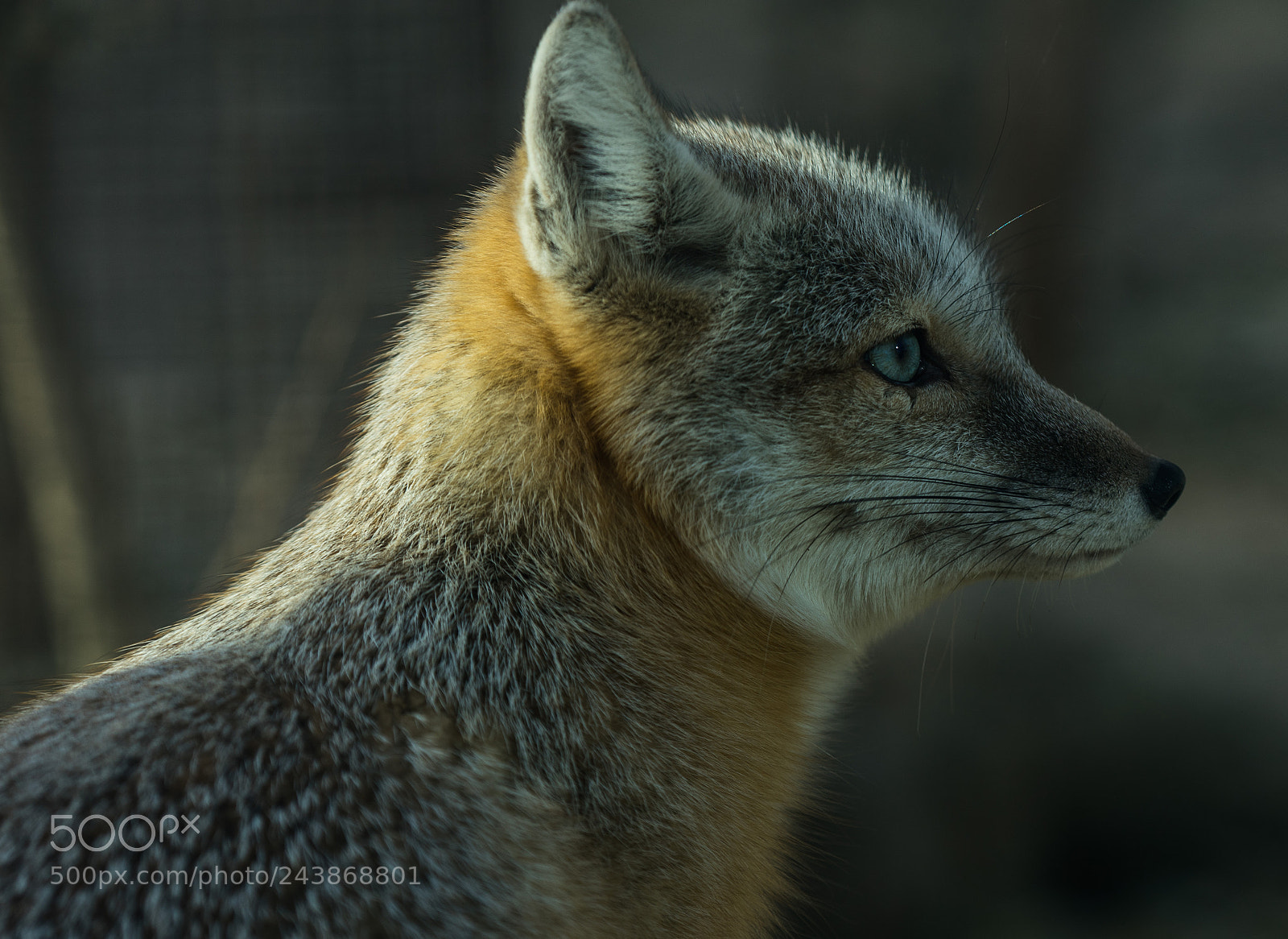 Sony a7 II sample photo. Side face photography
