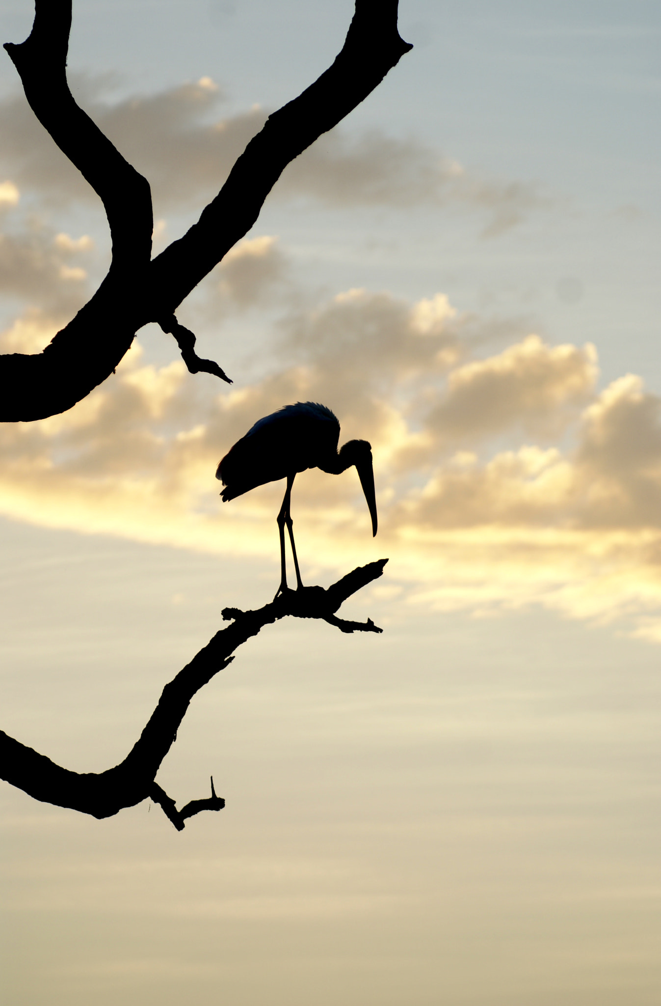 Sony 75-300mm F4.5-5.6 sample photo. Bird 2.0 photography