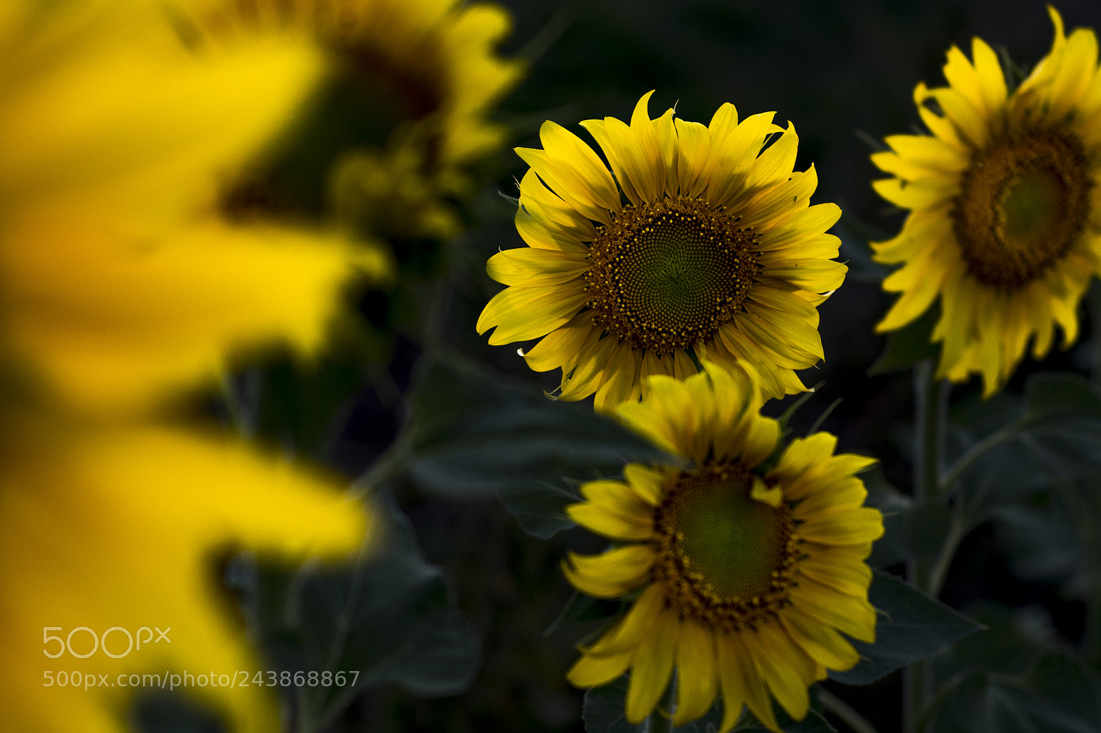Nikon D7100 sample photo. Girasols photography