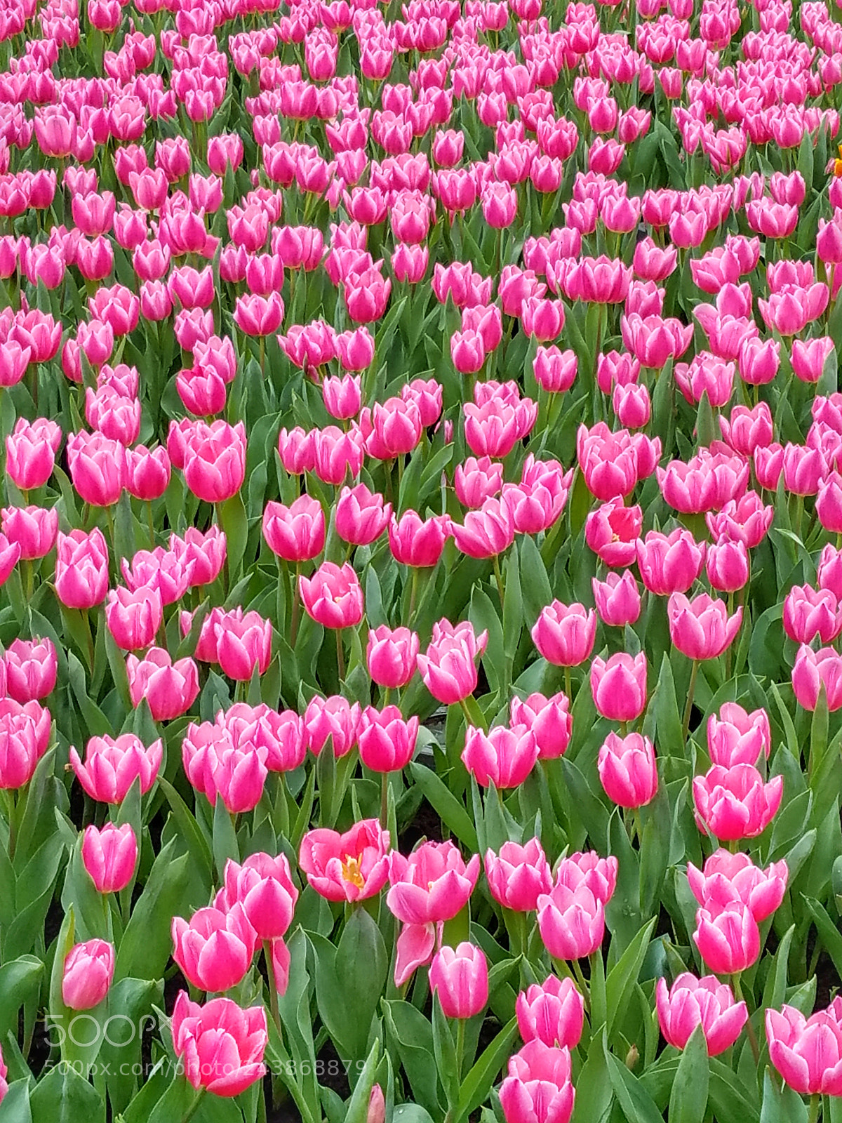 Samsung Galaxy S7 Edge sample photo. Flowers photography