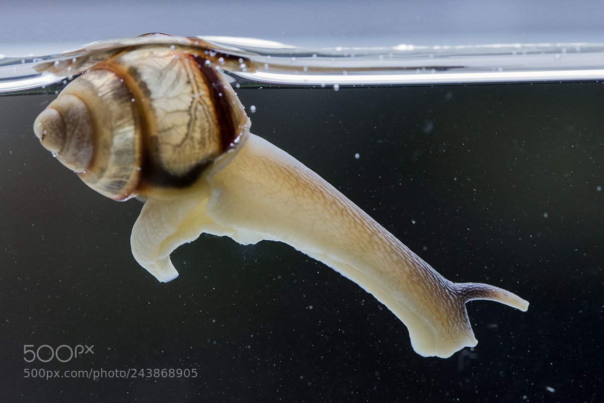 Canon EOS 7D Mark II sample photo. Snorkeling photography