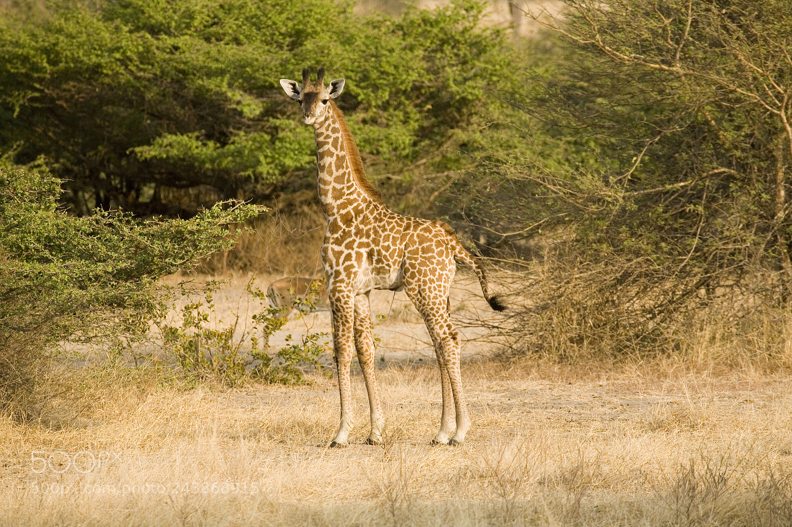 Canon EOS 5D sample photo. A young giraffe photography