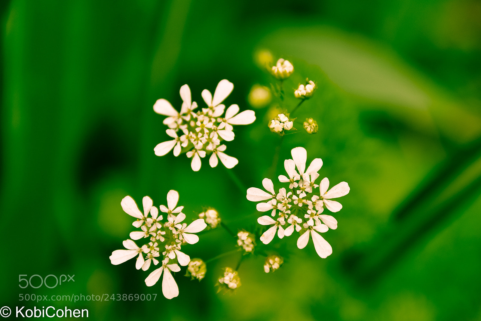 Nikon D5600 sample photo. A trio of white photography