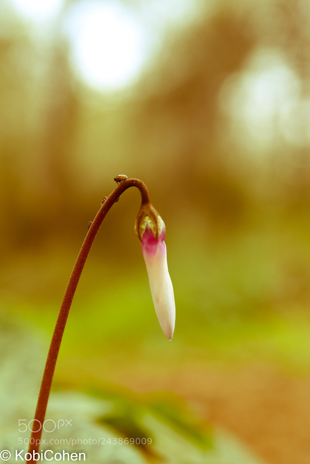 Nikon D5600 sample photo. Flower cyclamen photography