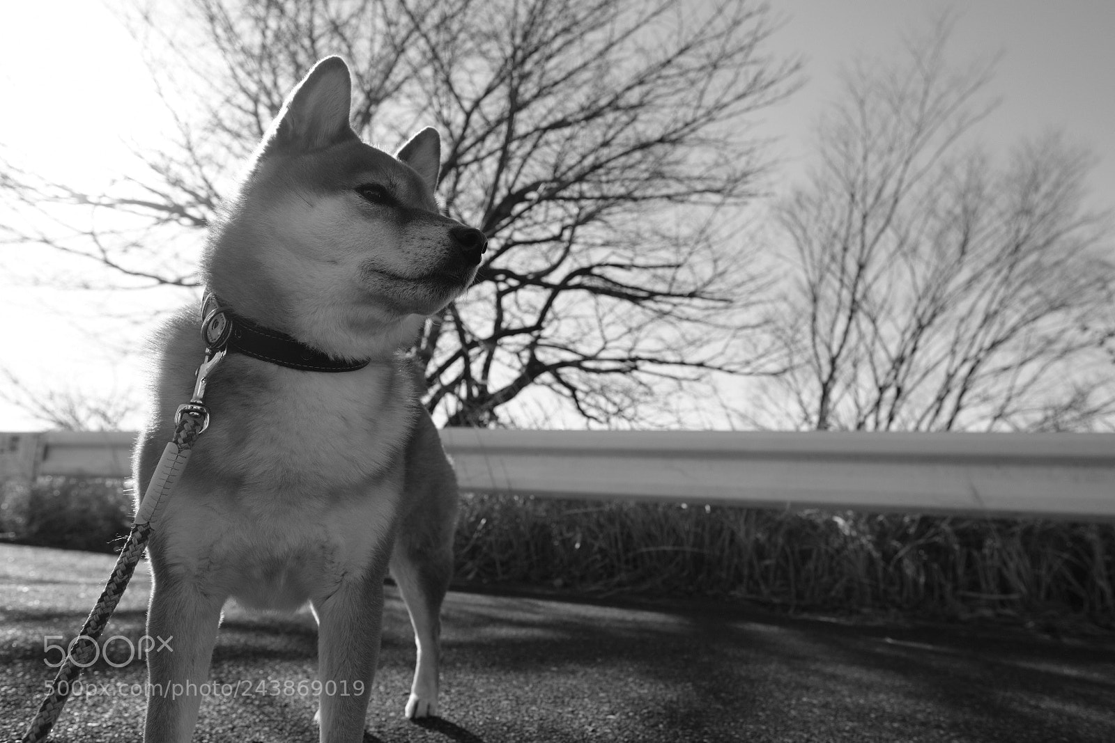 Fujifilm X-Pro2 sample photo. Dignified photography