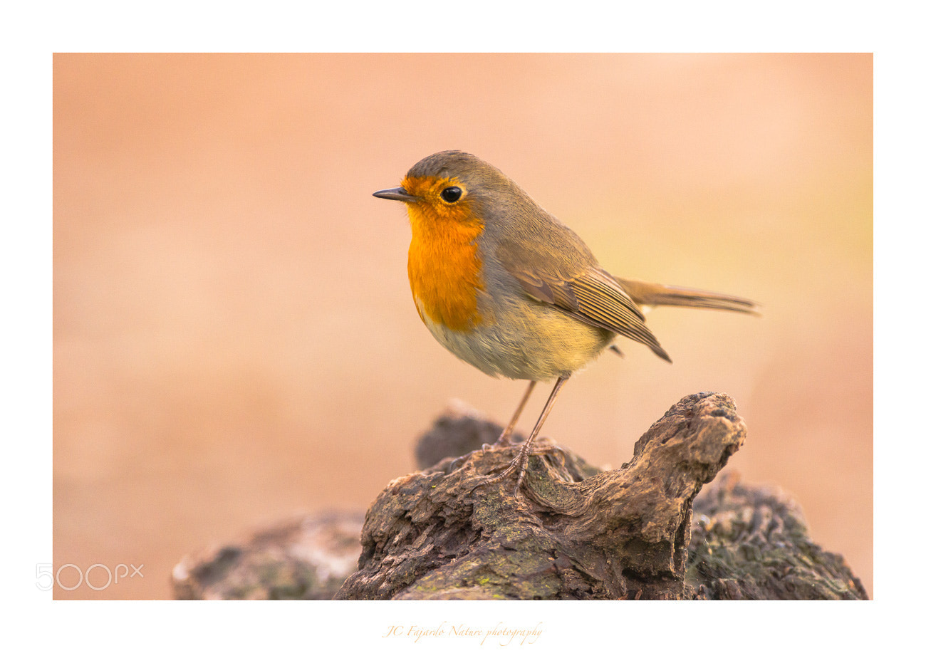 Nikon D800 sample photo. Little birds iii photography