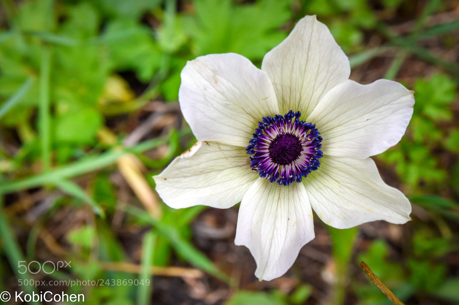 Nikon D5600 sample photo. From the top of photography
