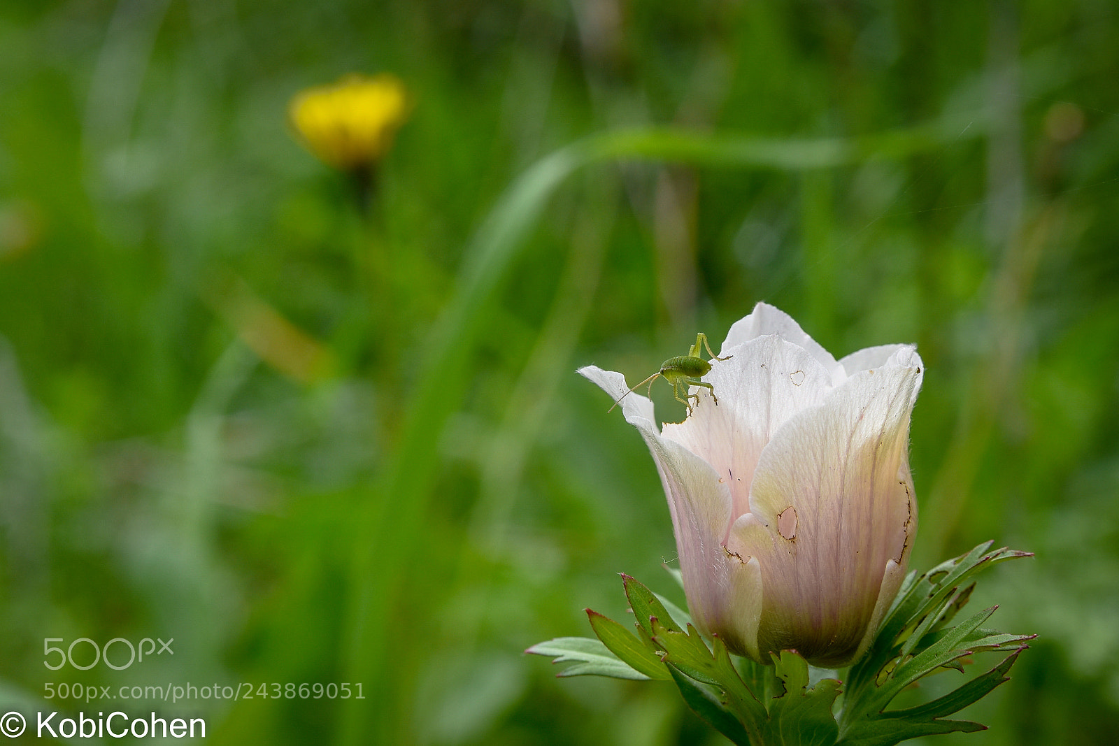 Nikon D5600 sample photo. Insect on petals photography