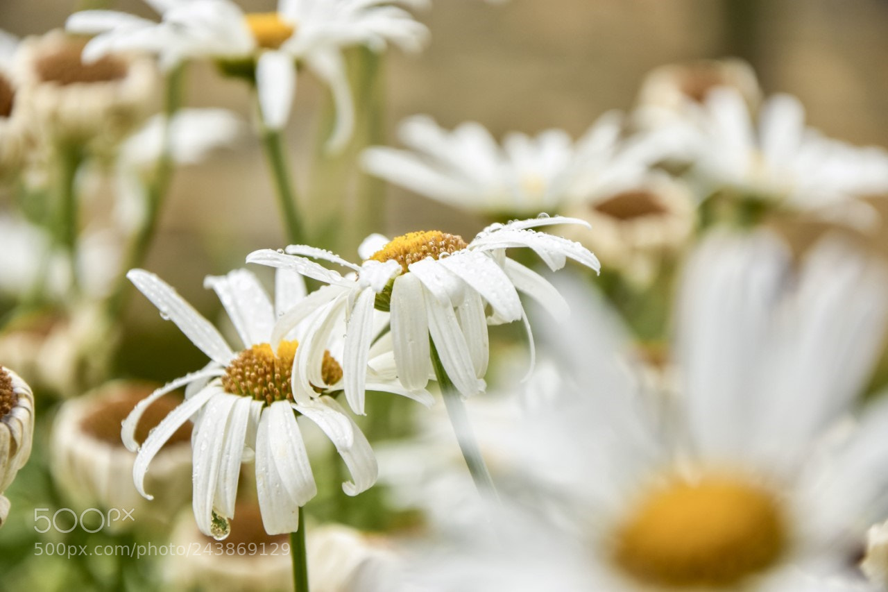 Nikon D7200 sample photo. Flores photography