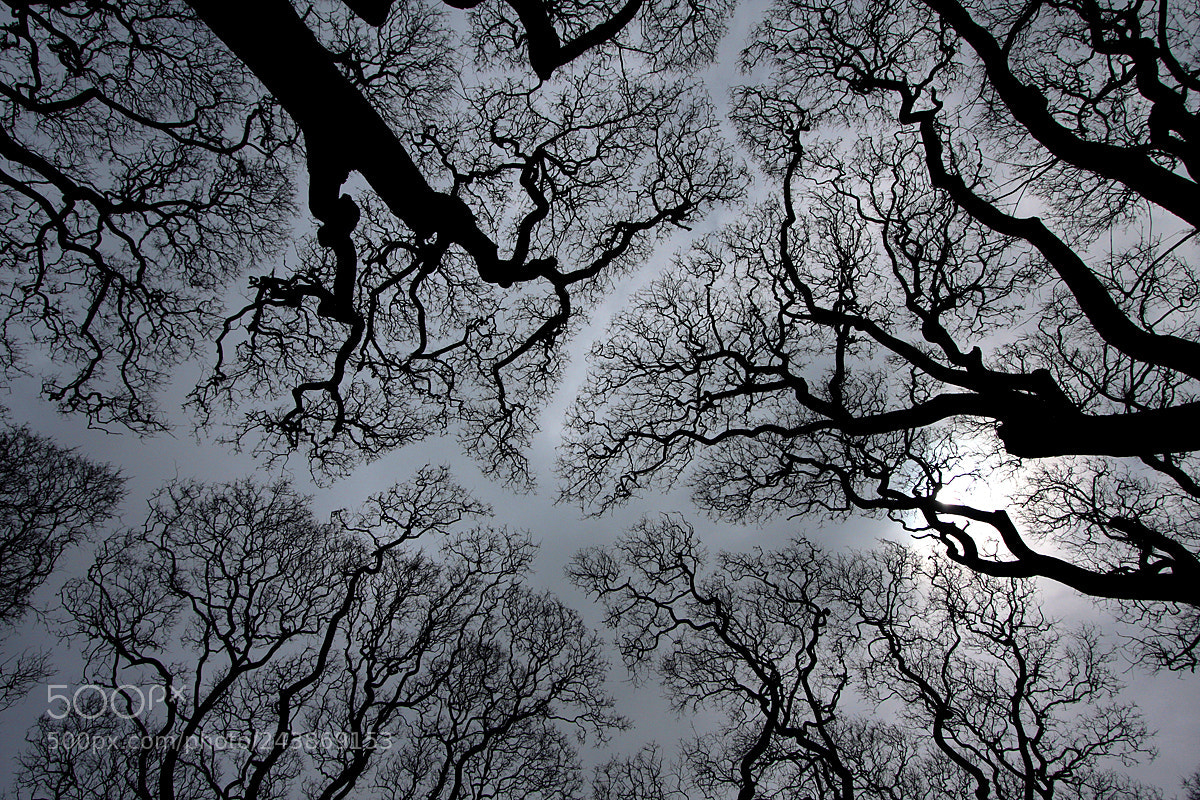 Canon EOS 40D sample photo. Tree shyness photography
