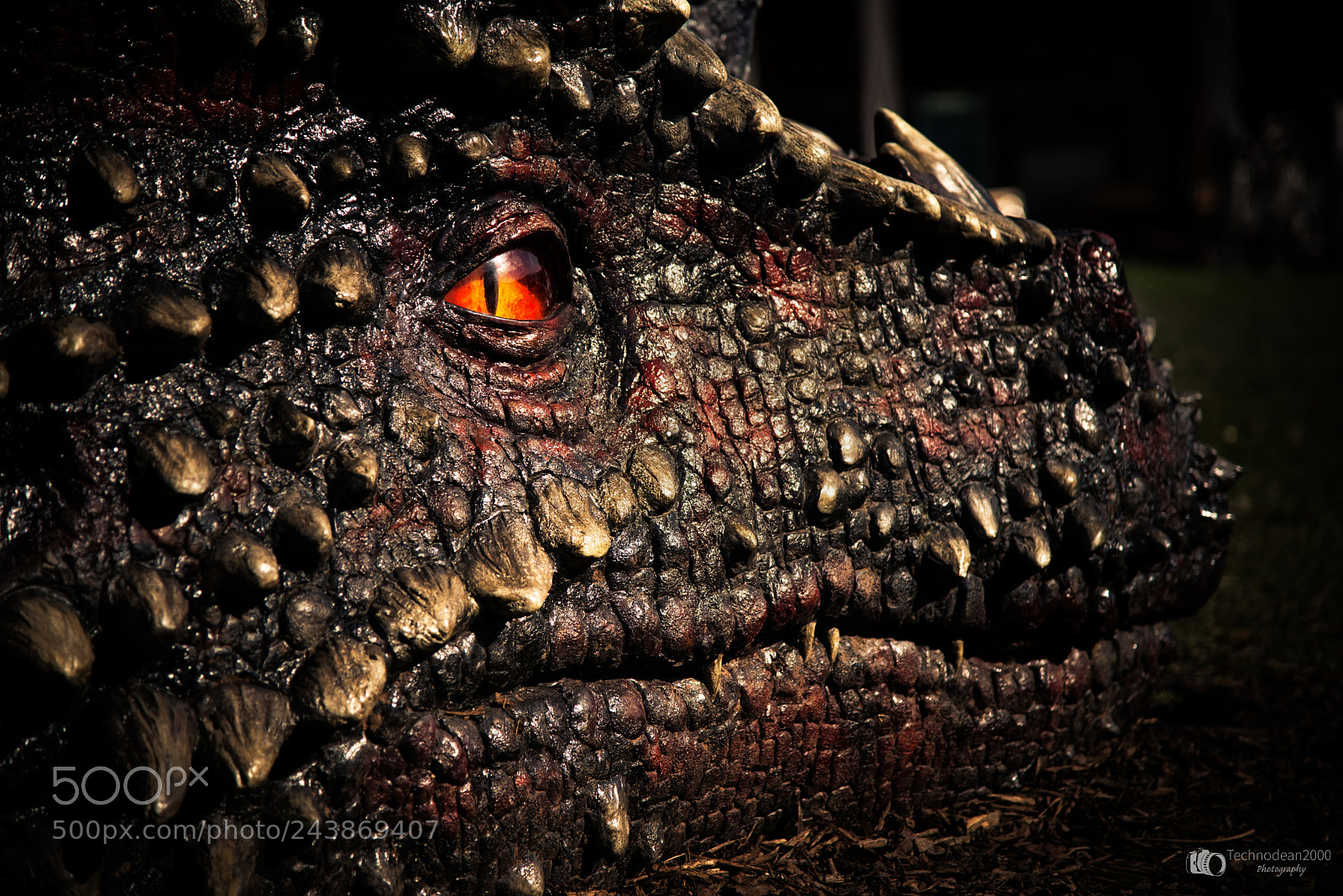 Nikon D610 sample photo. Giving me the eye photography