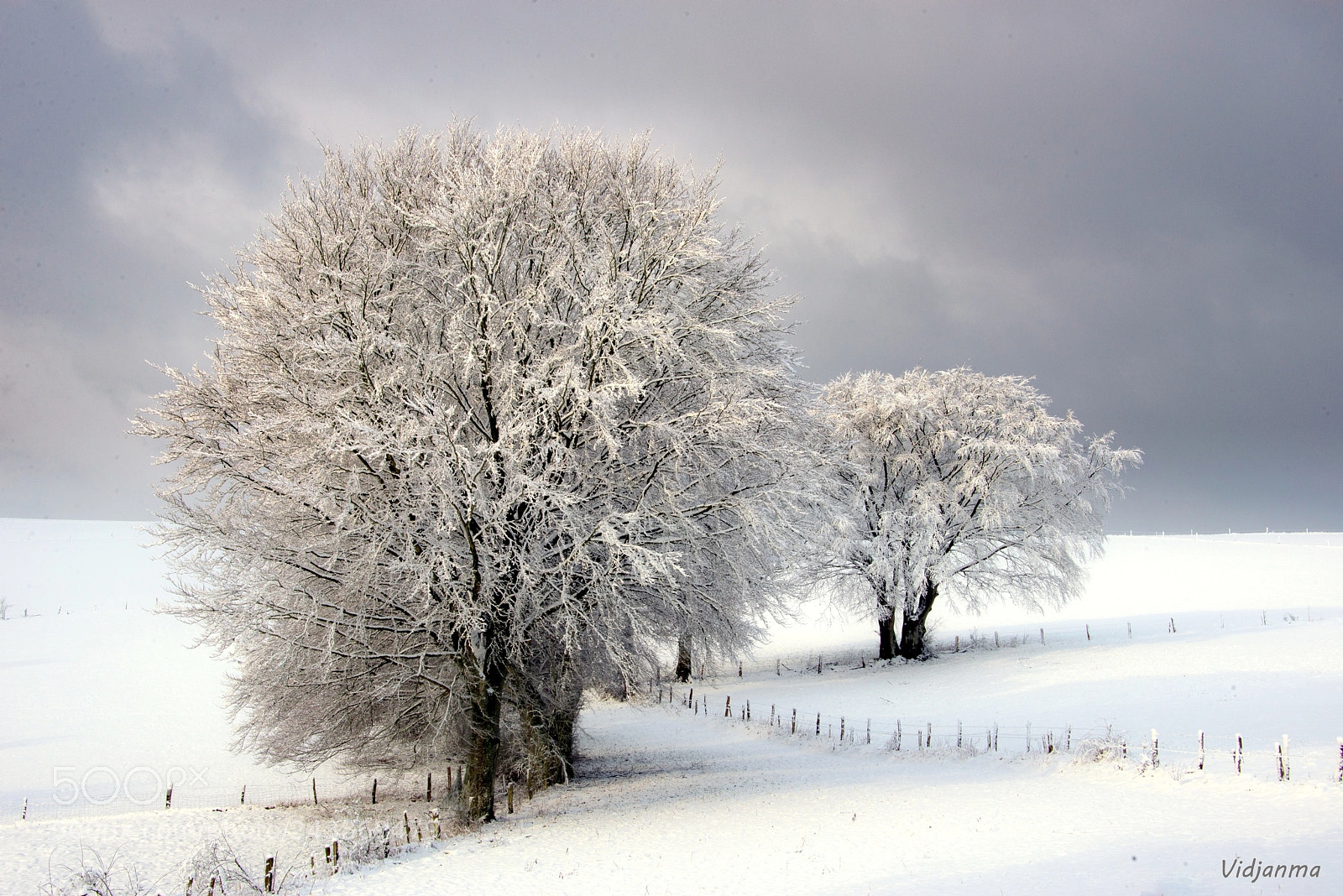 Nikon D610 sample photo. Majestic white photography