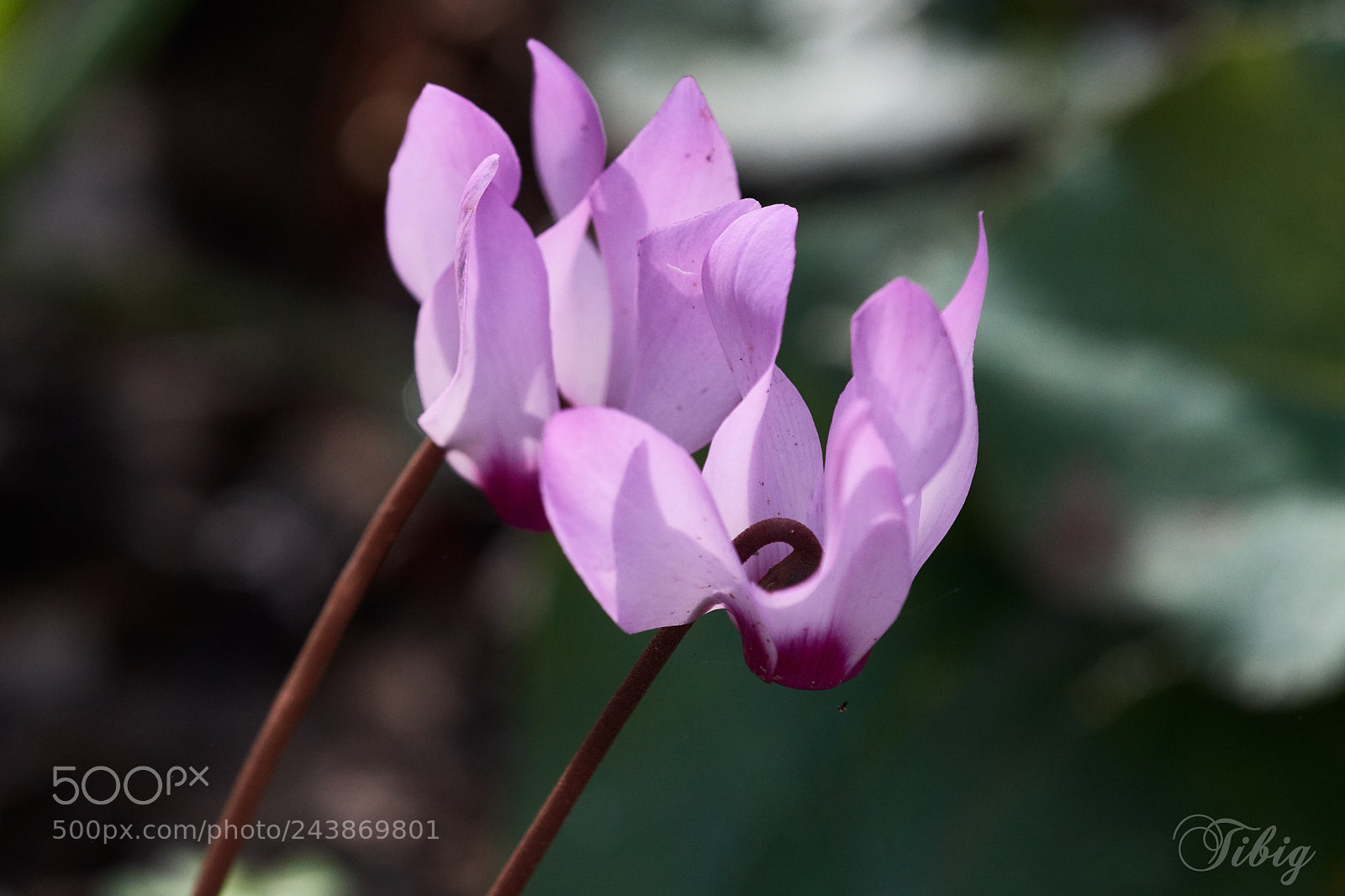 Nikon D500 sample photo. Ballet (5) photography