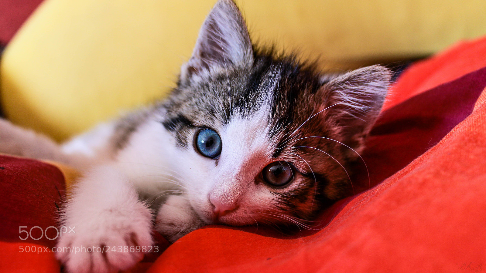 Canon EOS 50D sample photo. Purzel photography