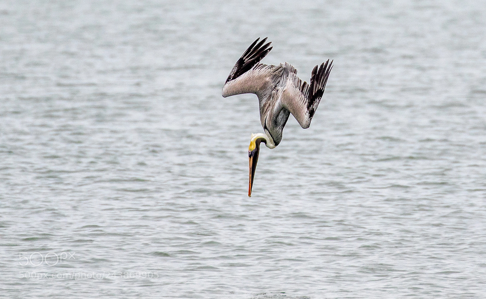 Canon EOS 7D Mark II sample photo. Pelican in action photography