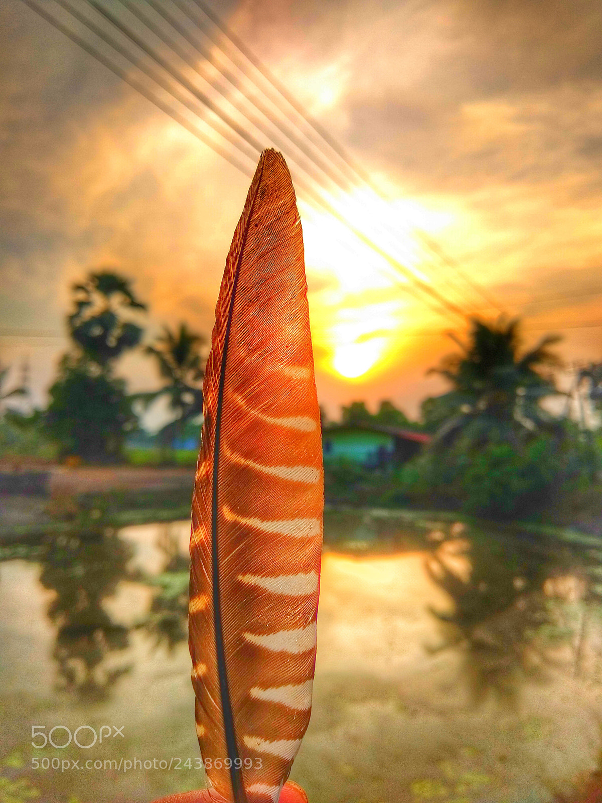 Xiaomi Mi A1 sample photo. Eagles wing photography