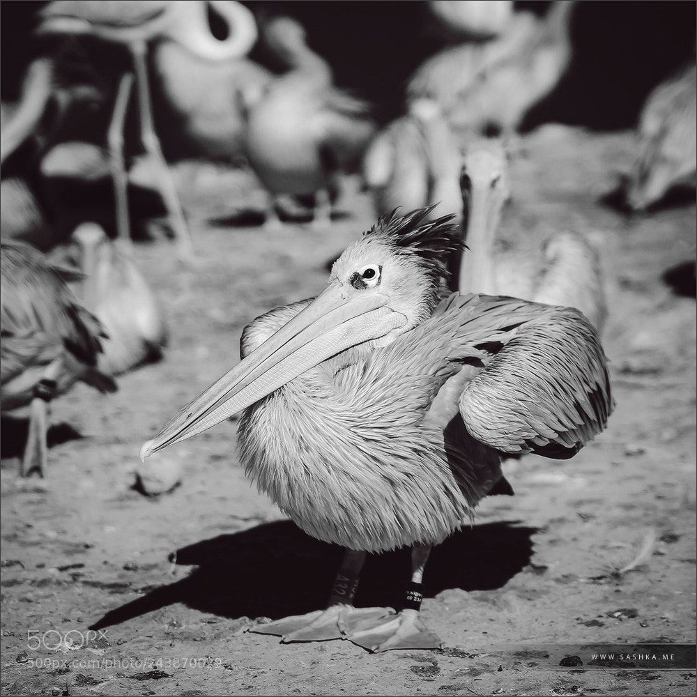 Sony Alpha a99 sample photo. Pelican is the important photography