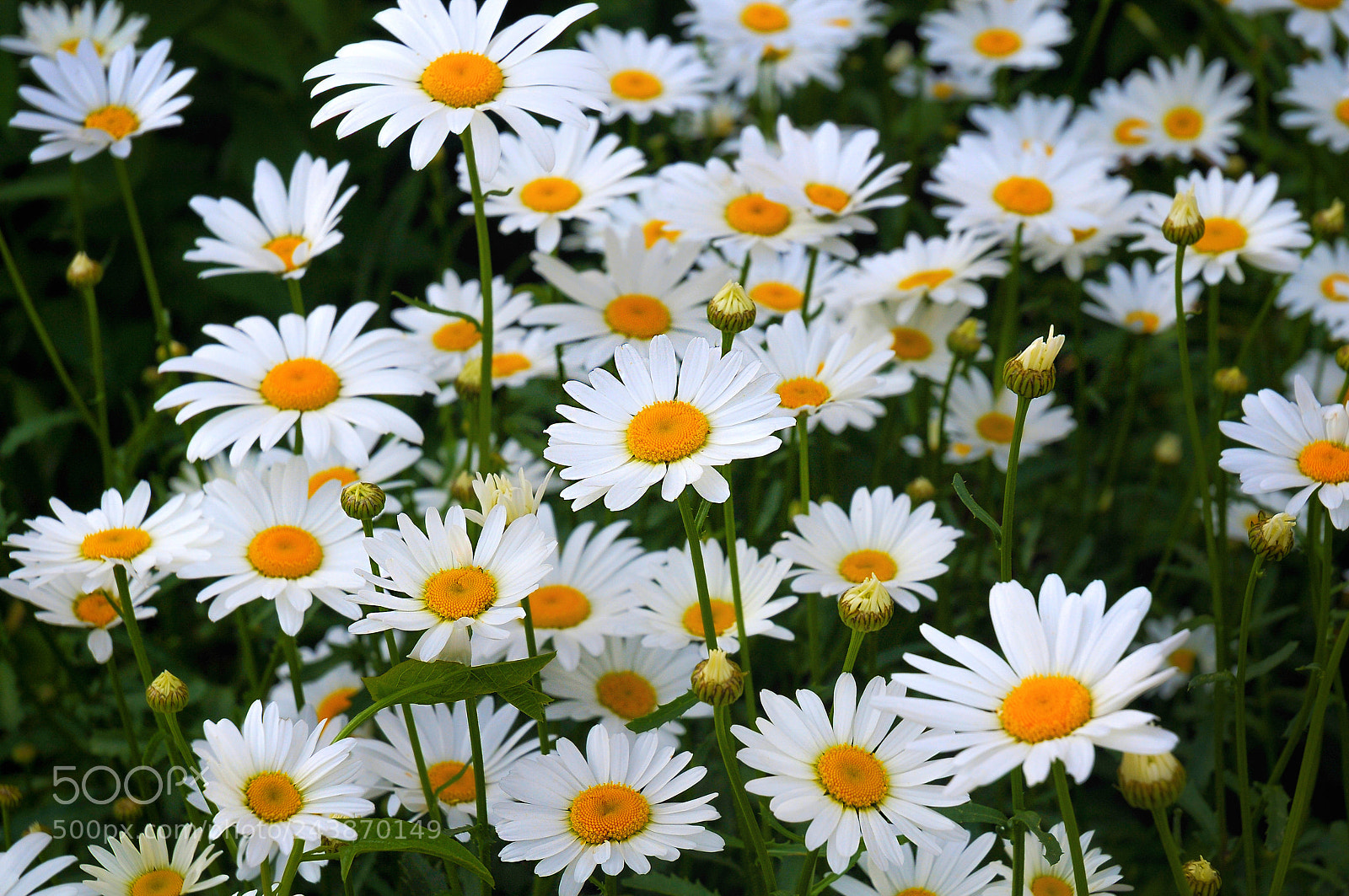 Nikon D300 sample photo. Remembering summer photography