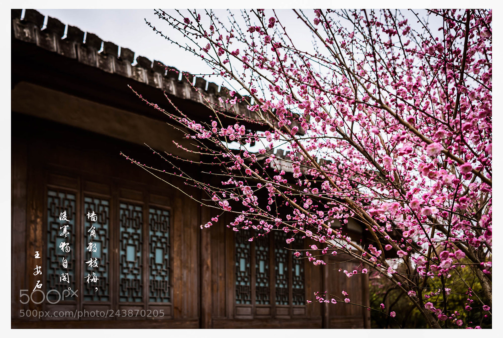 Nikon D5 sample photo. 梅花 photography