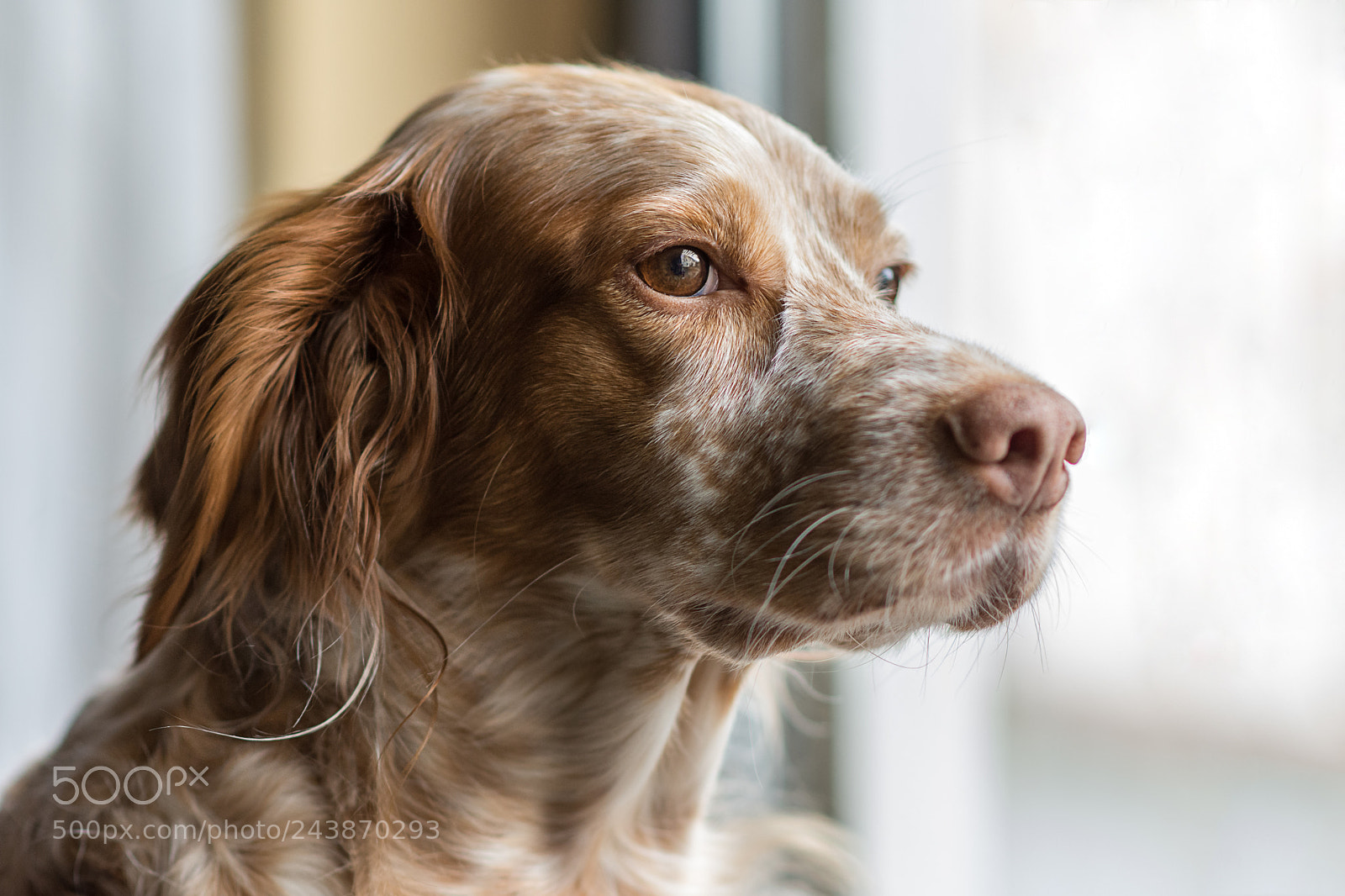 Nikon D7200 sample photo. Yearning for spring photography