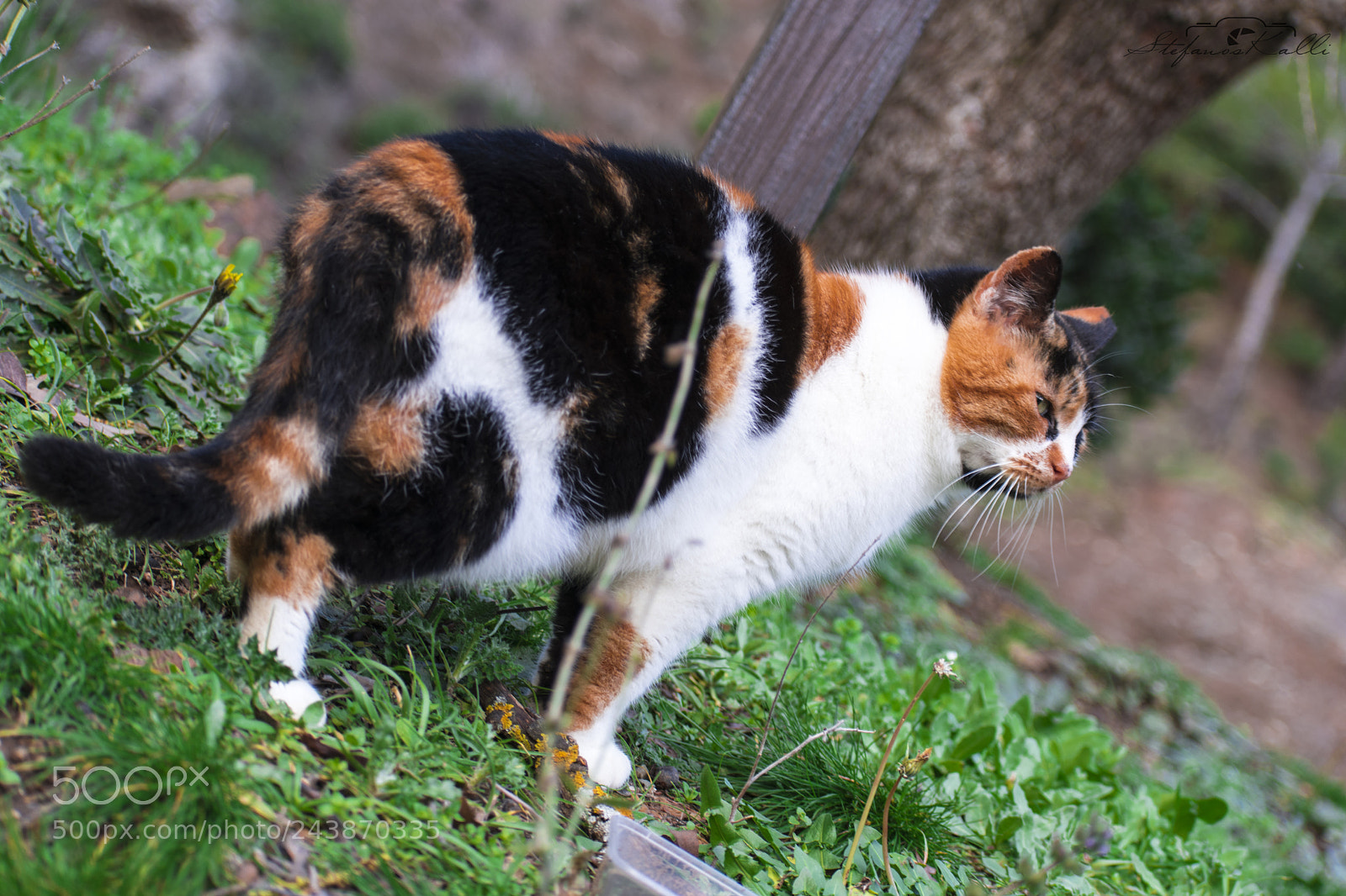 Nikon D3400 sample photo. 513.jpg photography