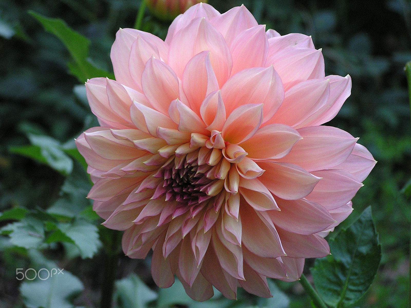 Olympus C740UZ sample photo. A beautiful dahlia photography