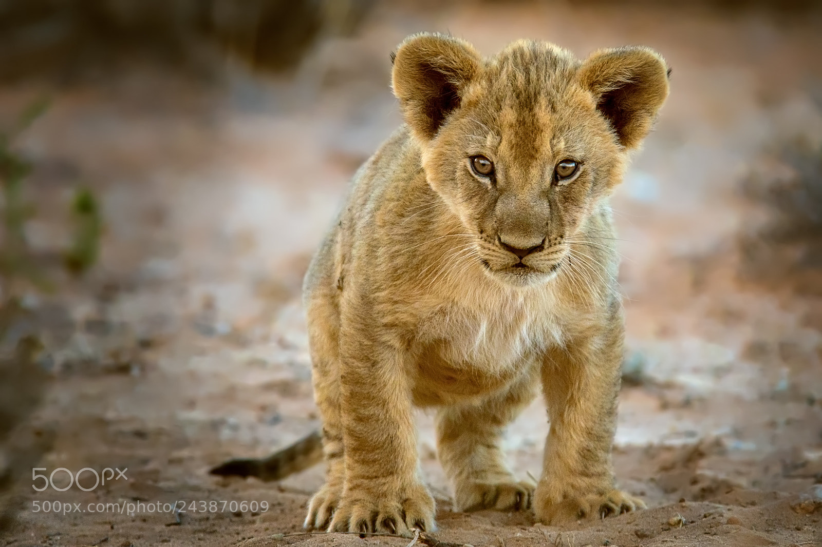 Canon EOS-1D X sample photo. Cub in a quandary photography