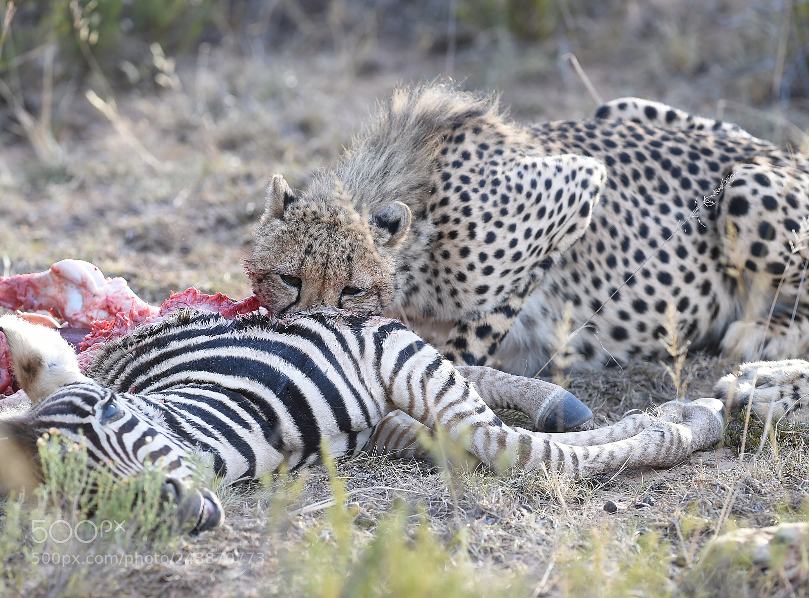 Nikon D4S sample photo. Feeding time photography