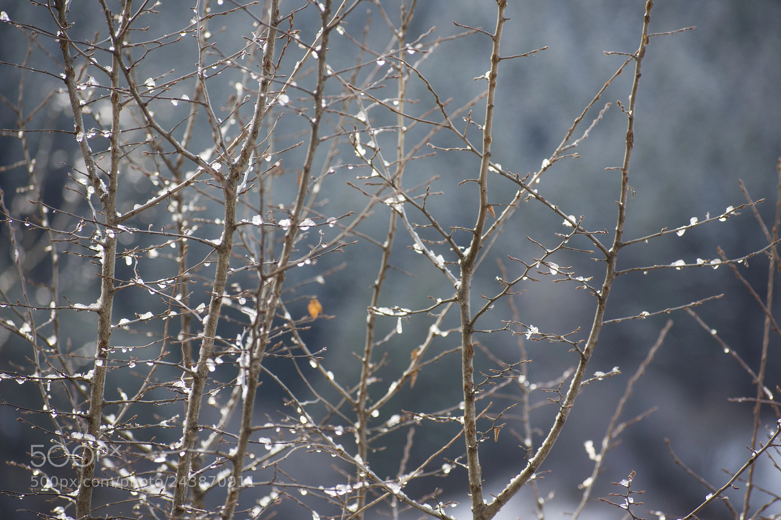 Nikon D7200 sample photo. String of ice pearls photography