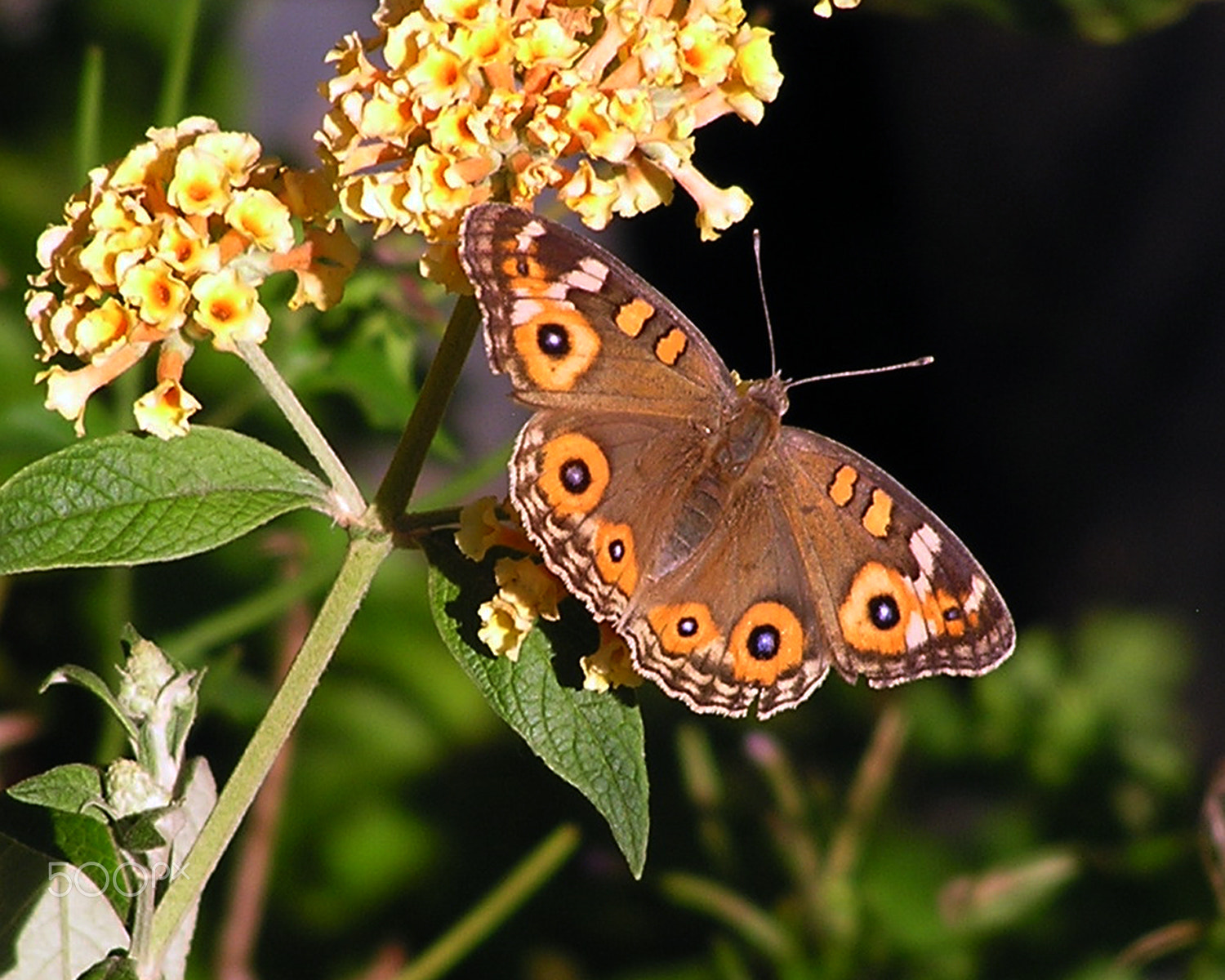 Olympus C740UZ sample photo. A beautiful butterfly photography