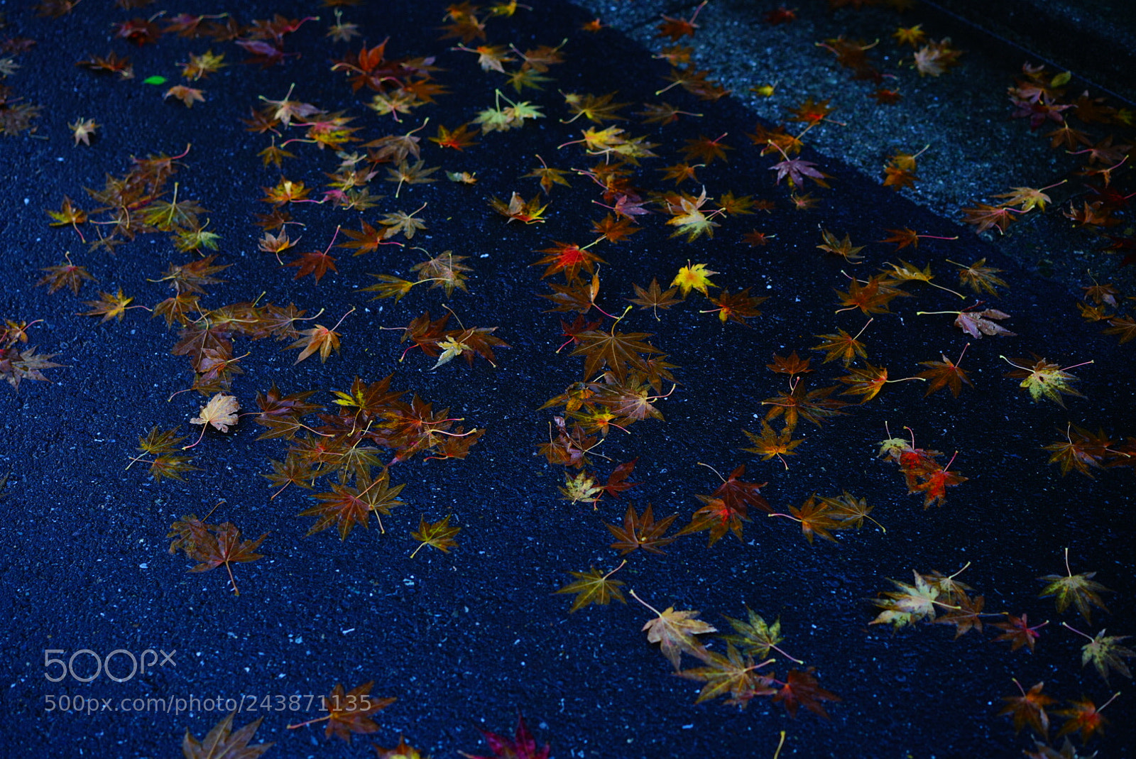 Sony a7R II sample photo. Untitled photography