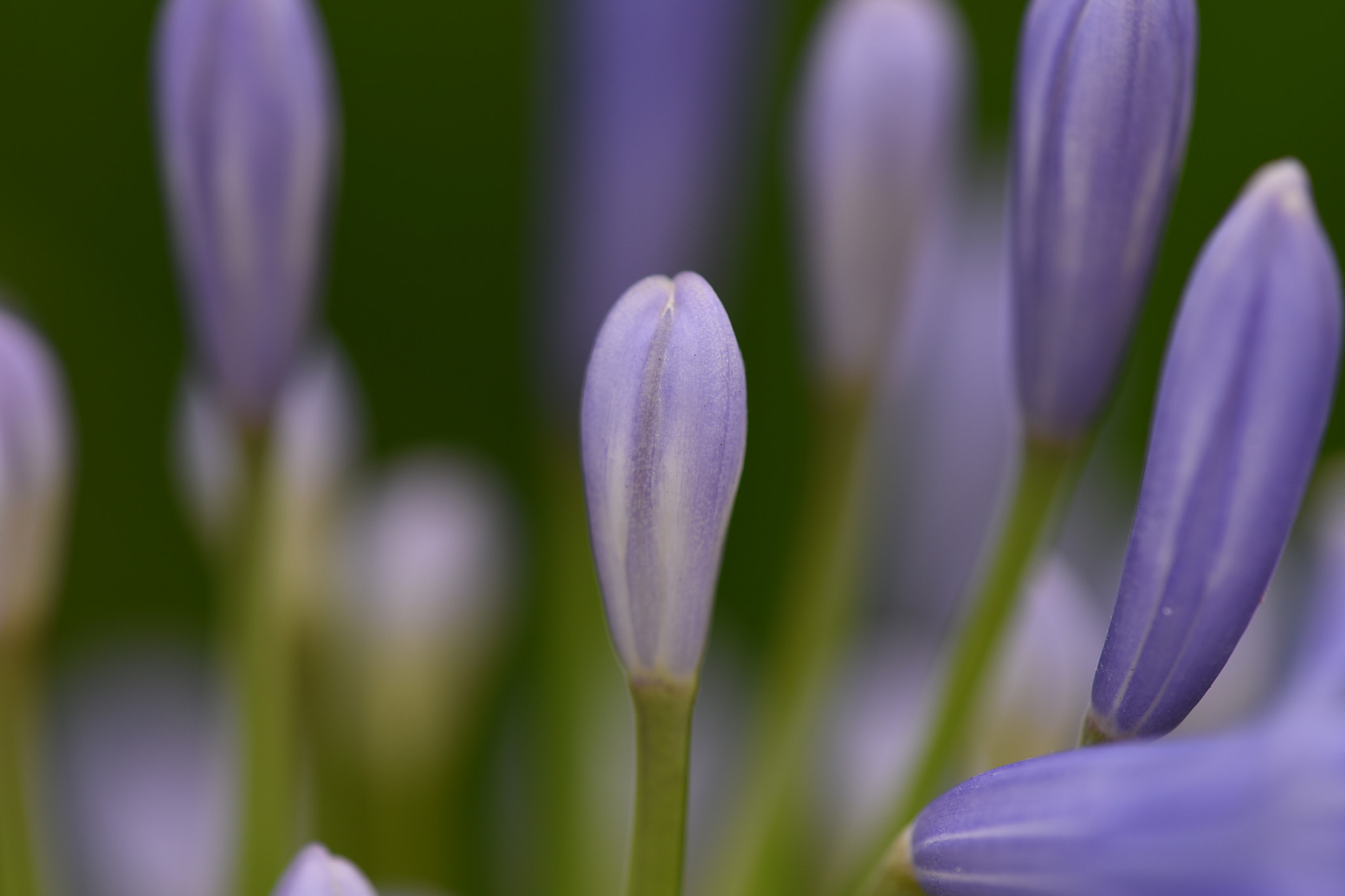 Nikon D750 + Nikon AF Micro-Nikkor 200mm F4D ED-IF sample photo. Buds photography