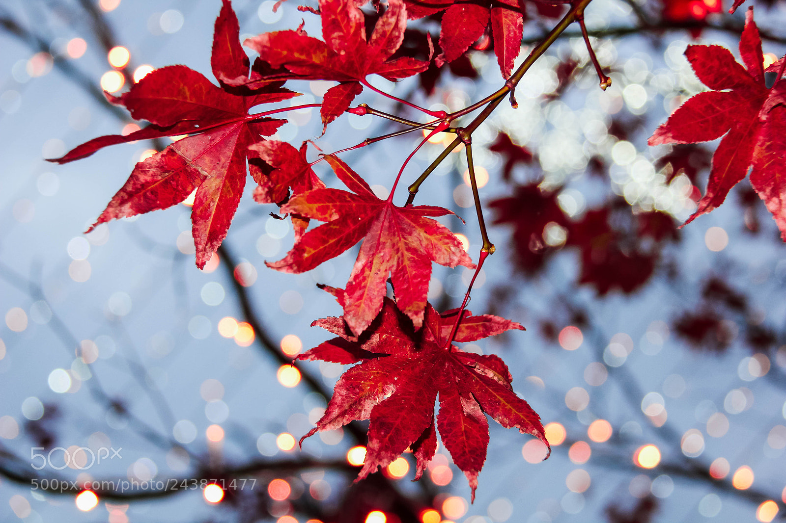 Canon EOS 550D (EOS Rebel T2i / EOS Kiss X4) sample photo. Red maple photography