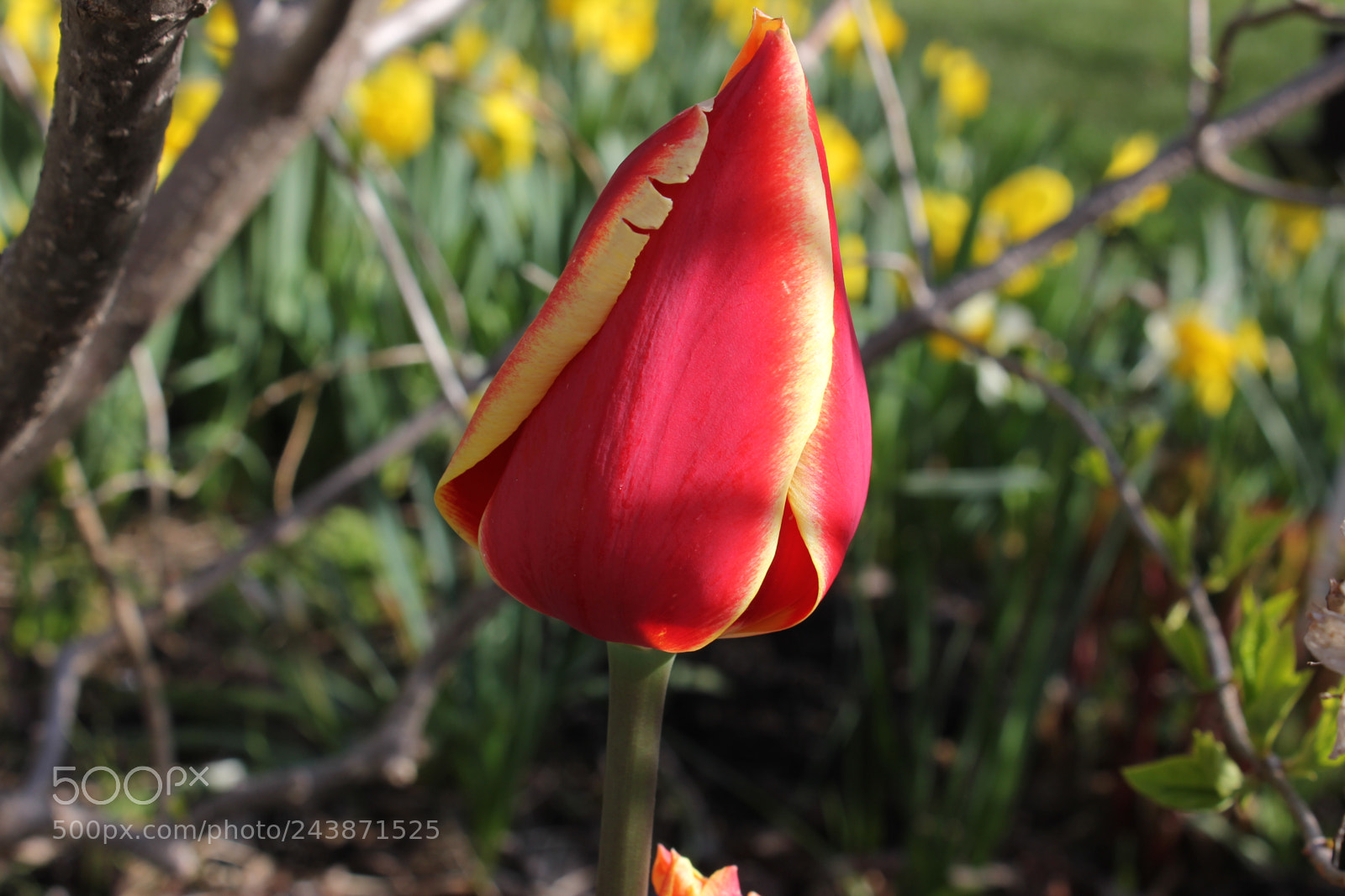 Canon EF-S 18-55mm F3.5-5.6 IS sample photo. Tulips edward's garden, toronto photography