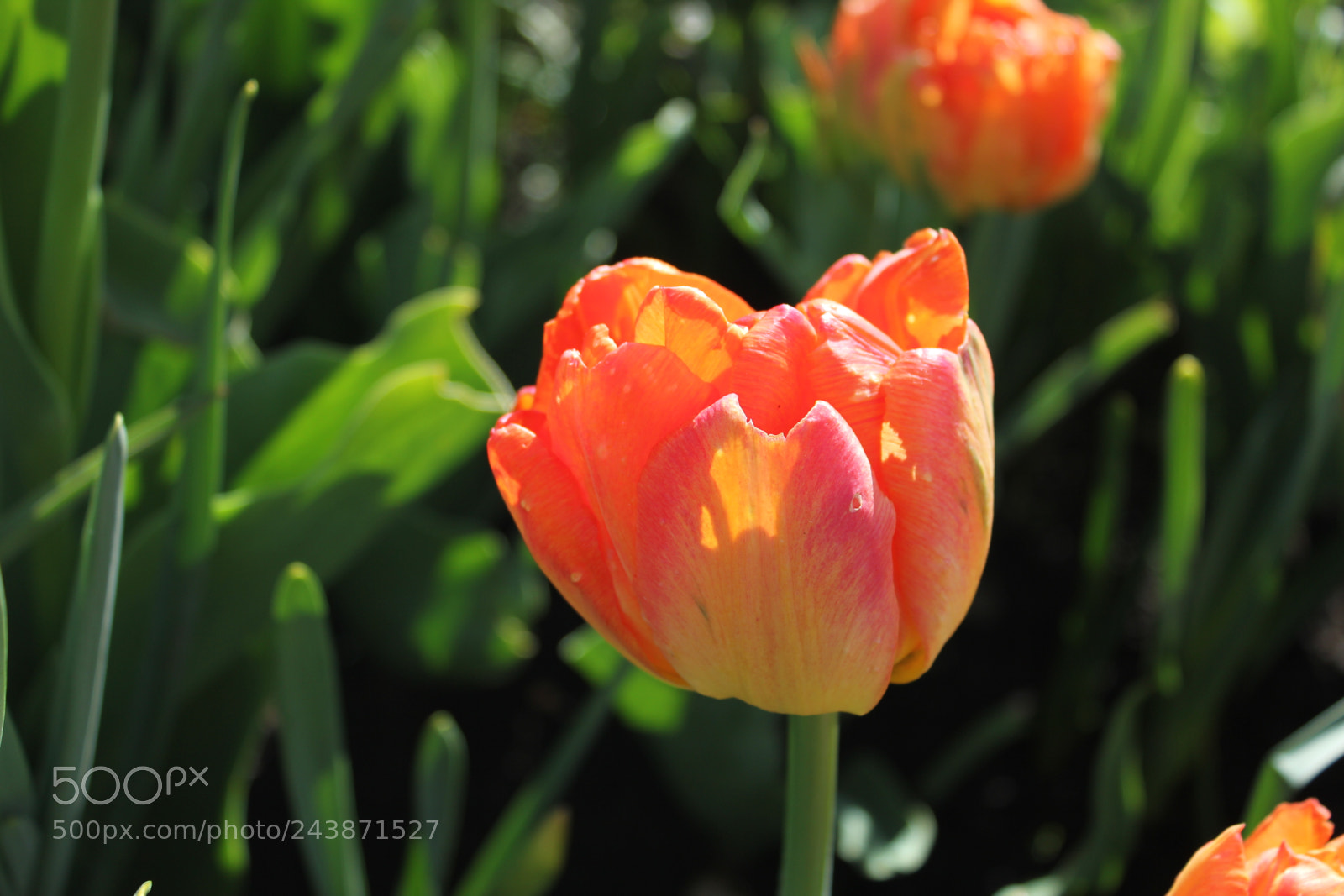 Canon EF-S 18-55mm F3.5-5.6 IS sample photo. Tulips edward's garden, toronto photography