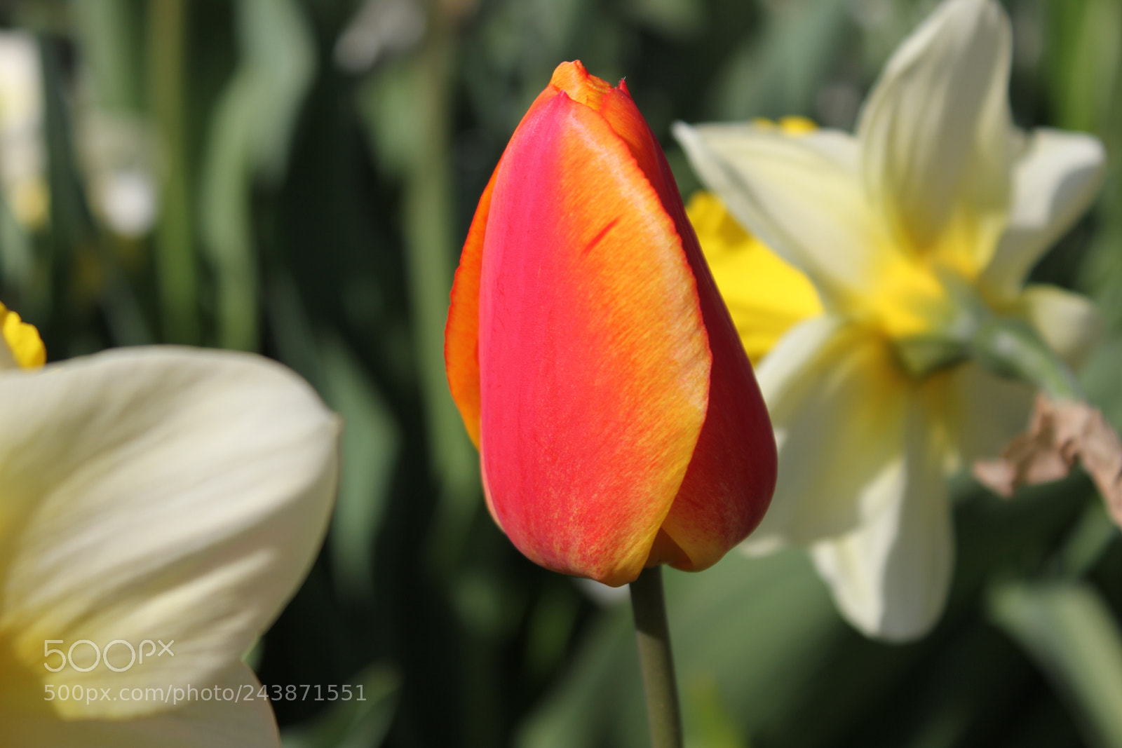 Canon EF-S 18-55mm F3.5-5.6 IS sample photo. Tulips edward's garden, toronto photography
