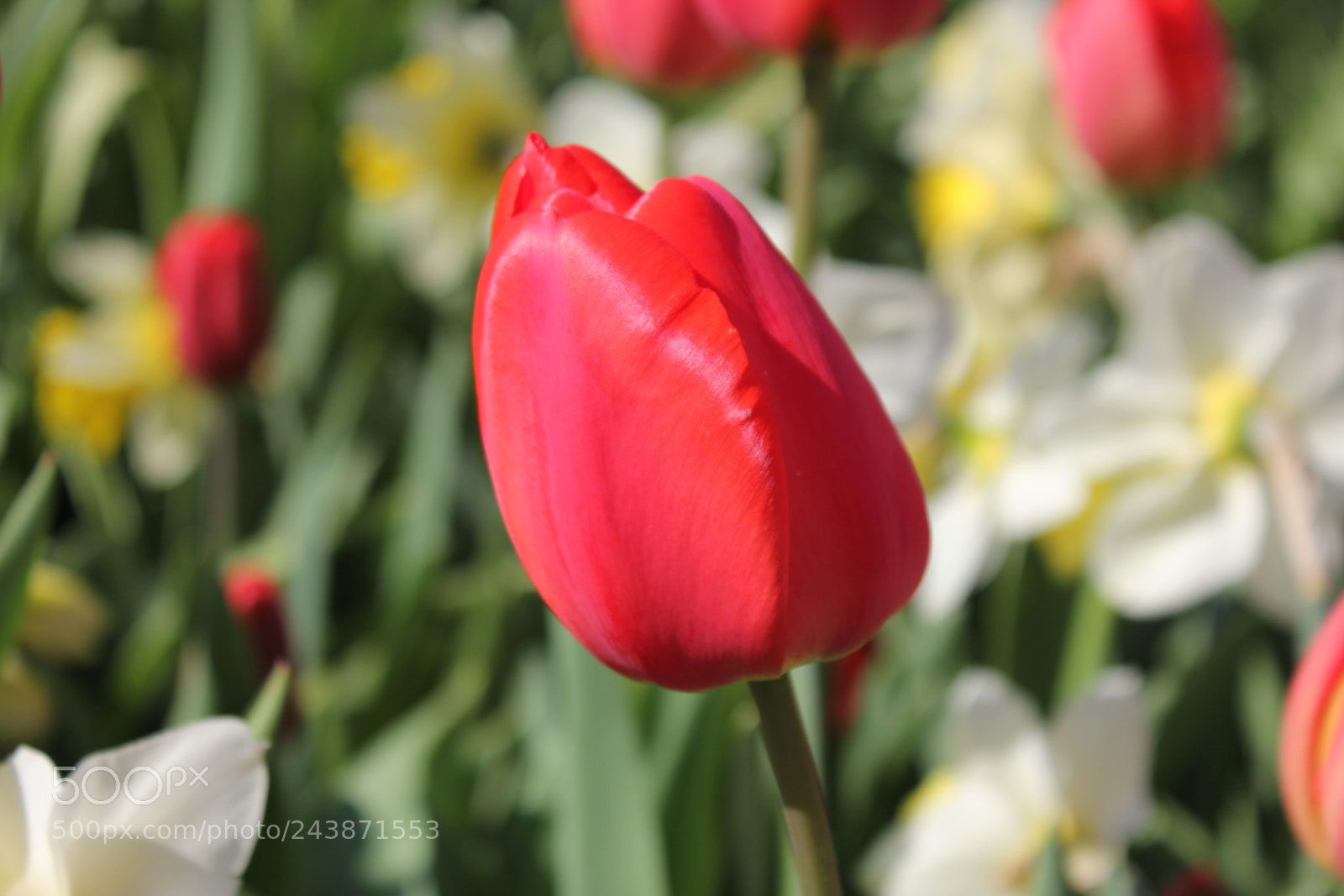 Canon EF-S 18-55mm F3.5-5.6 IS sample photo. Tulips edward's garden, toronto photography