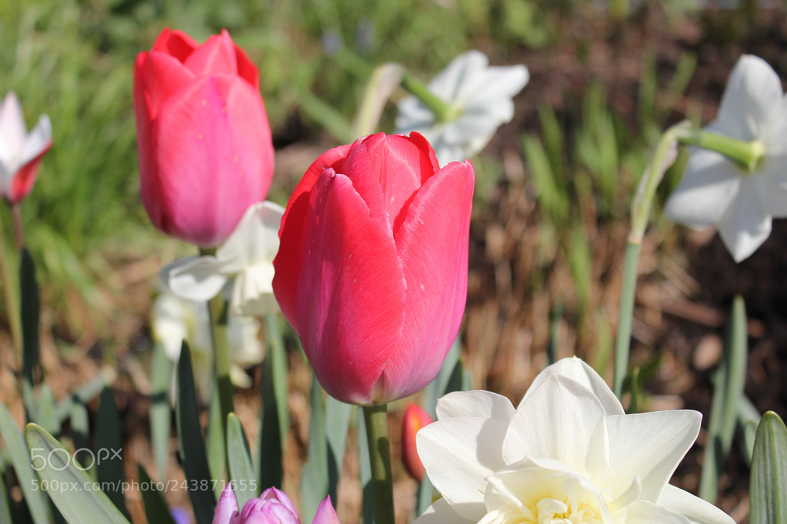 Canon EF-S 18-55mm F3.5-5.6 IS sample photo. Tulips edward's garden, toronto photography
