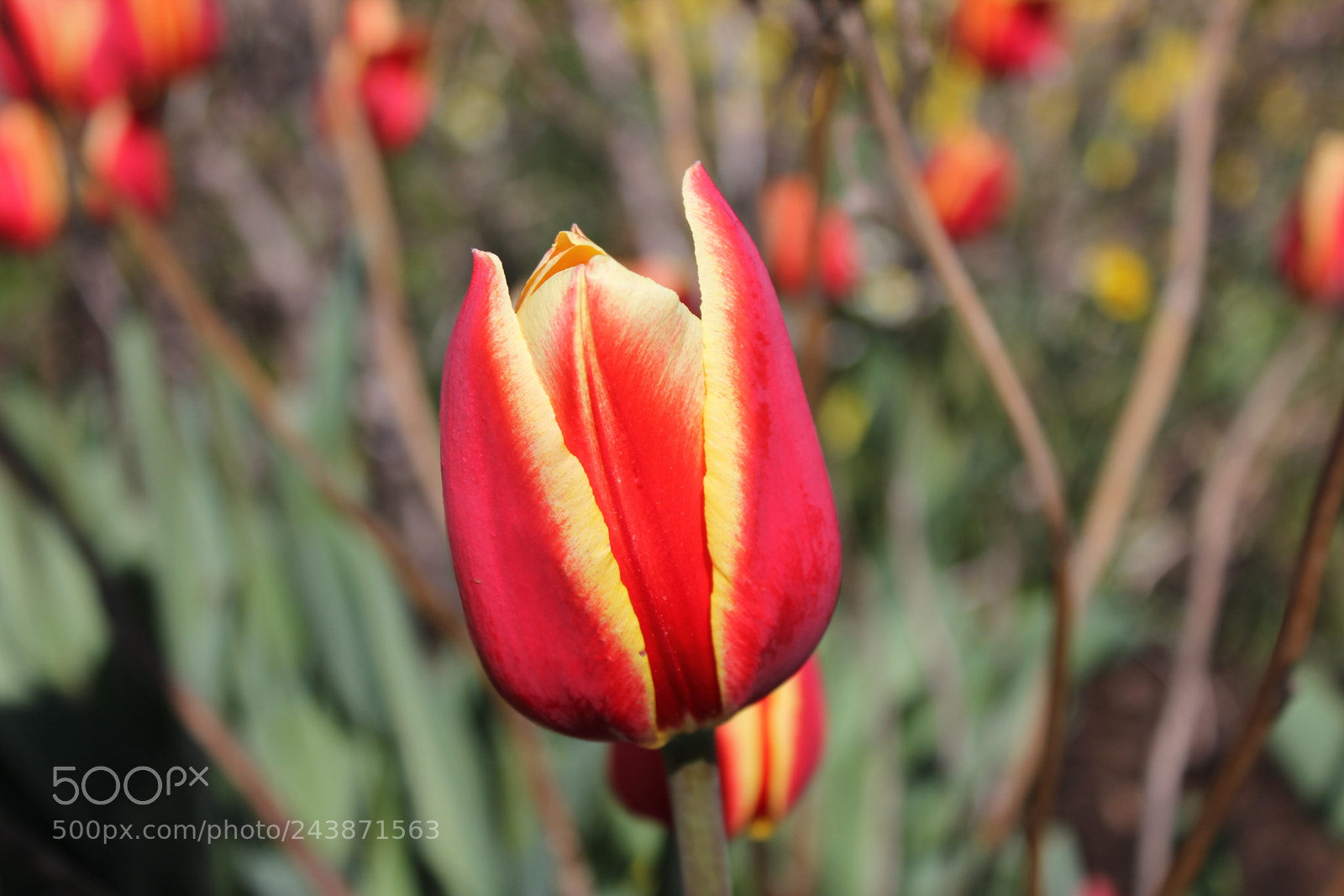 Canon EF-S 18-55mm F3.5-5.6 IS sample photo. Tulips edward's garden, toronto photography