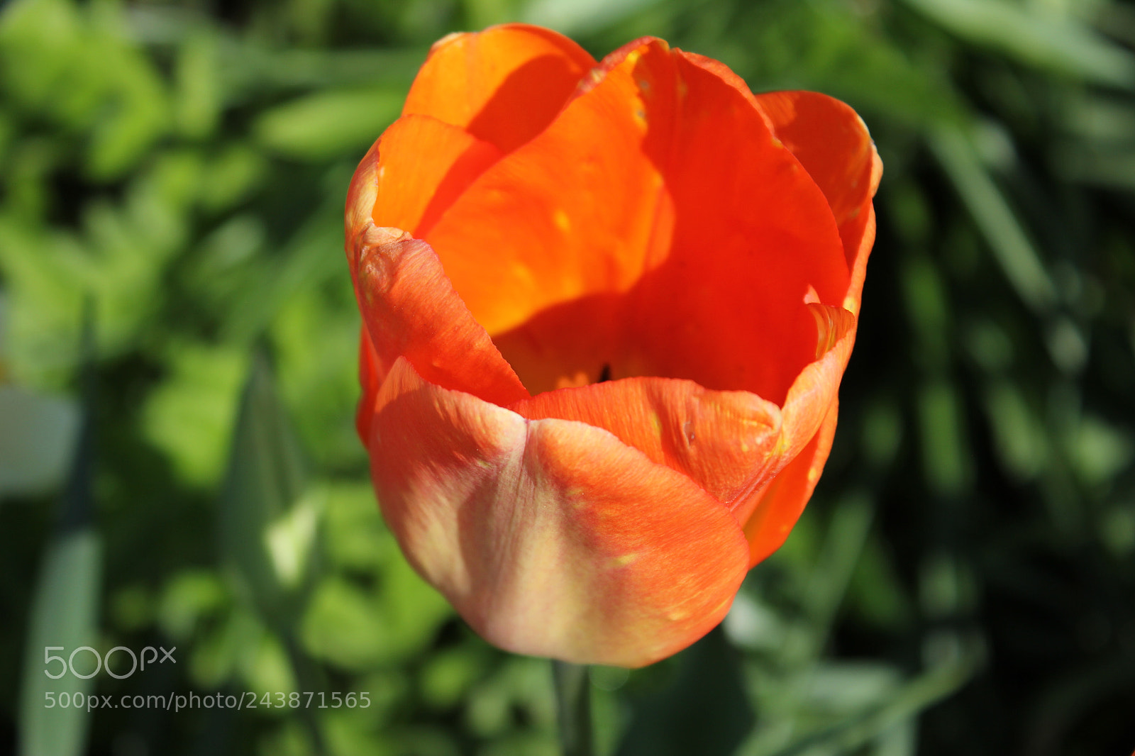 Canon EF-S 18-55mm F3.5-5.6 IS sample photo. Tulips edward's garden, toronto photography