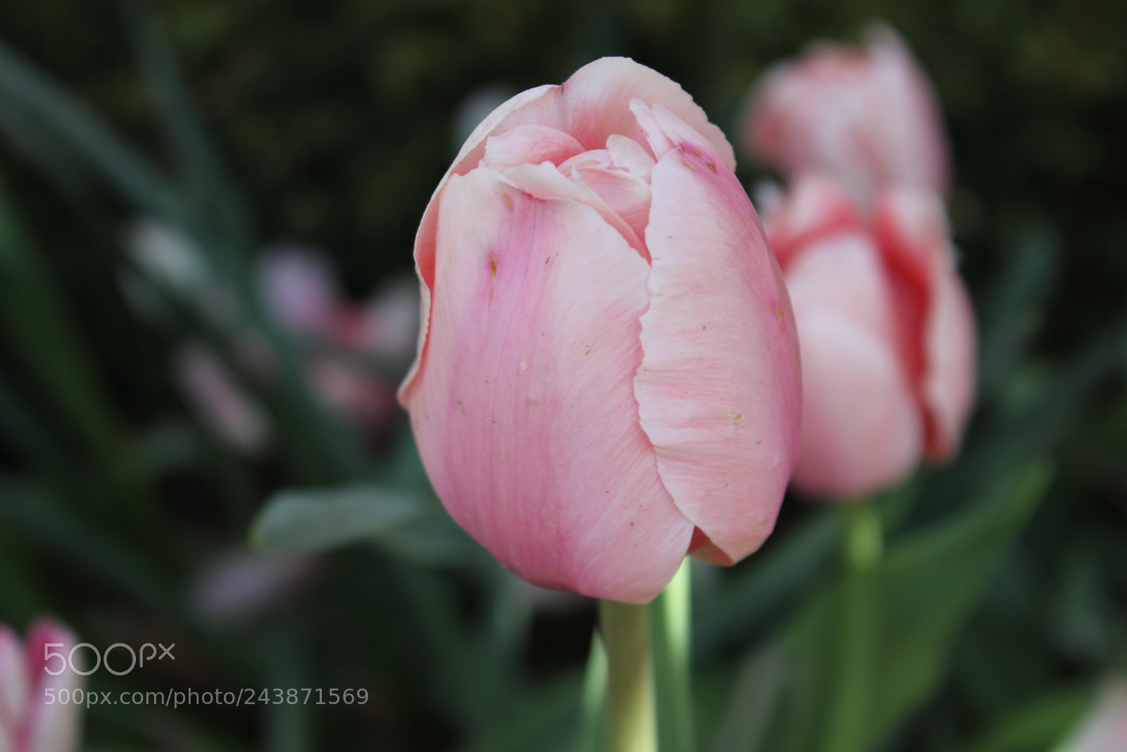Canon EF-S 18-55mm F3.5-5.6 IS sample photo. Tulips edward's garden, toronto photography