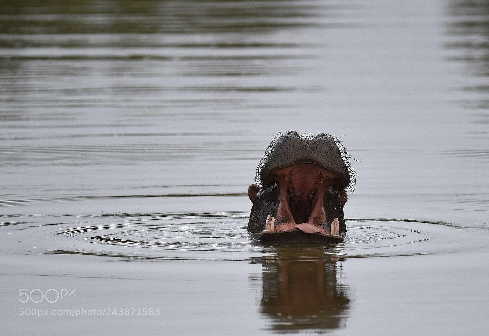 Nikon D4S sample photo. Deep throat photography