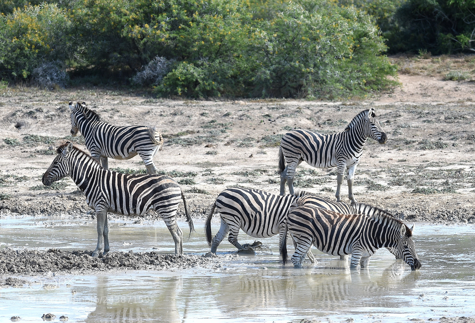 Nikon D4S sample photo. Iconic africa photography