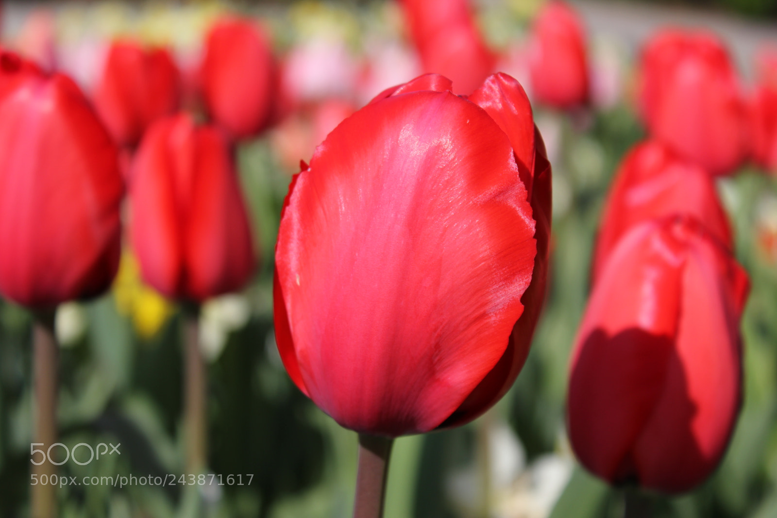 Canon EF-S 18-55mm F3.5-5.6 IS sample photo. Tulips edward's garden, toronto photography
