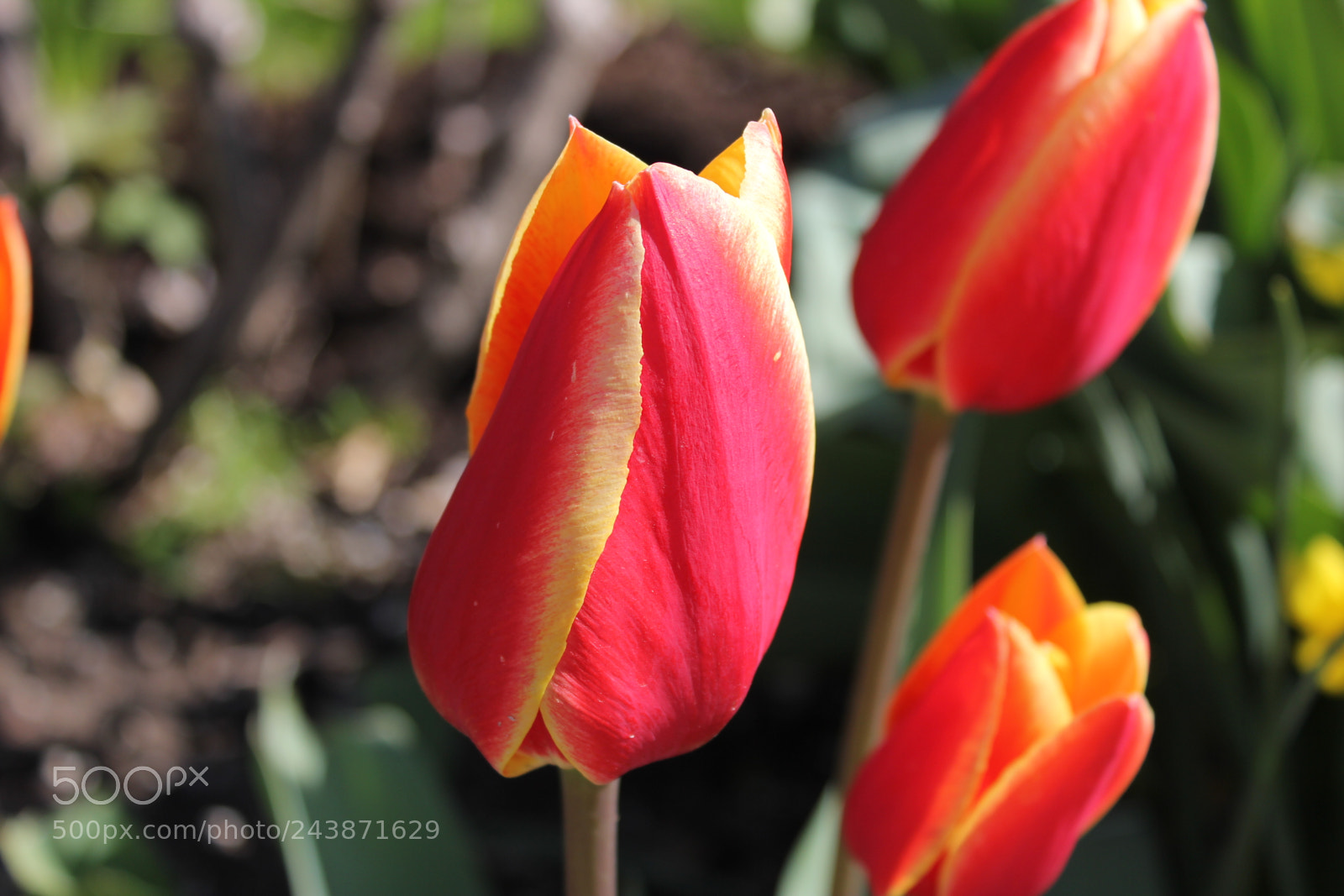 Canon EF-S 18-55mm F3.5-5.6 IS sample photo. Tulips edward's garden, toronto photography