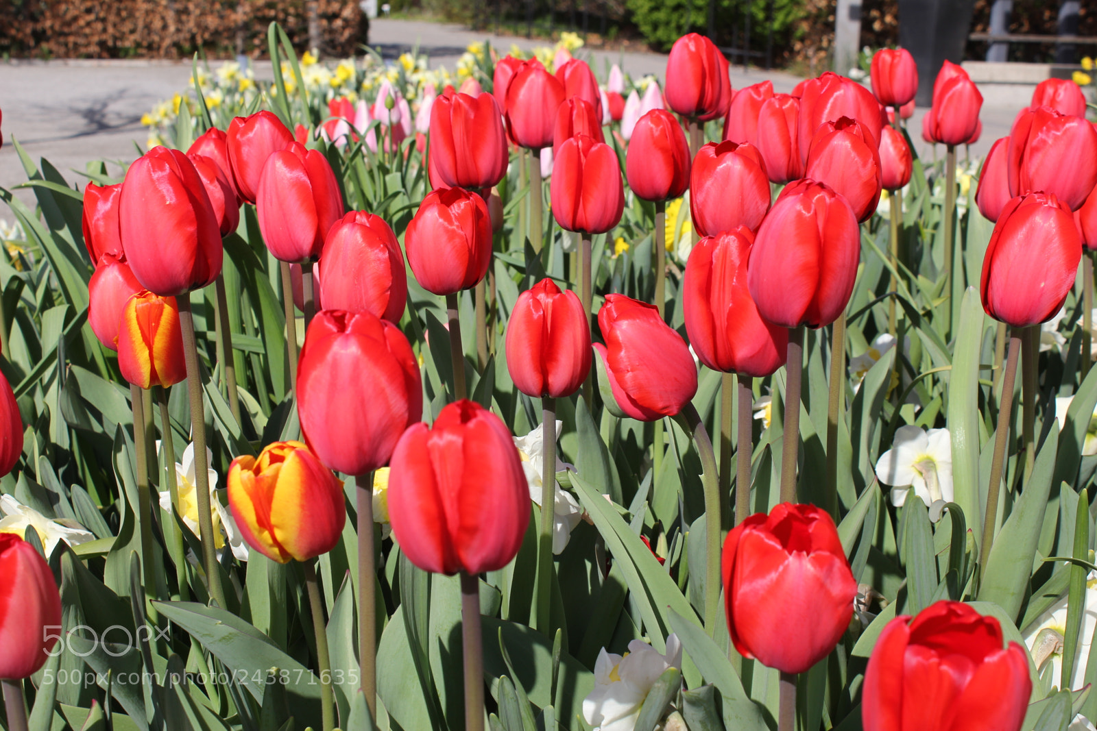 Canon EF-S 18-55mm F3.5-5.6 IS sample photo. Tulips edward's garden, toronto photography