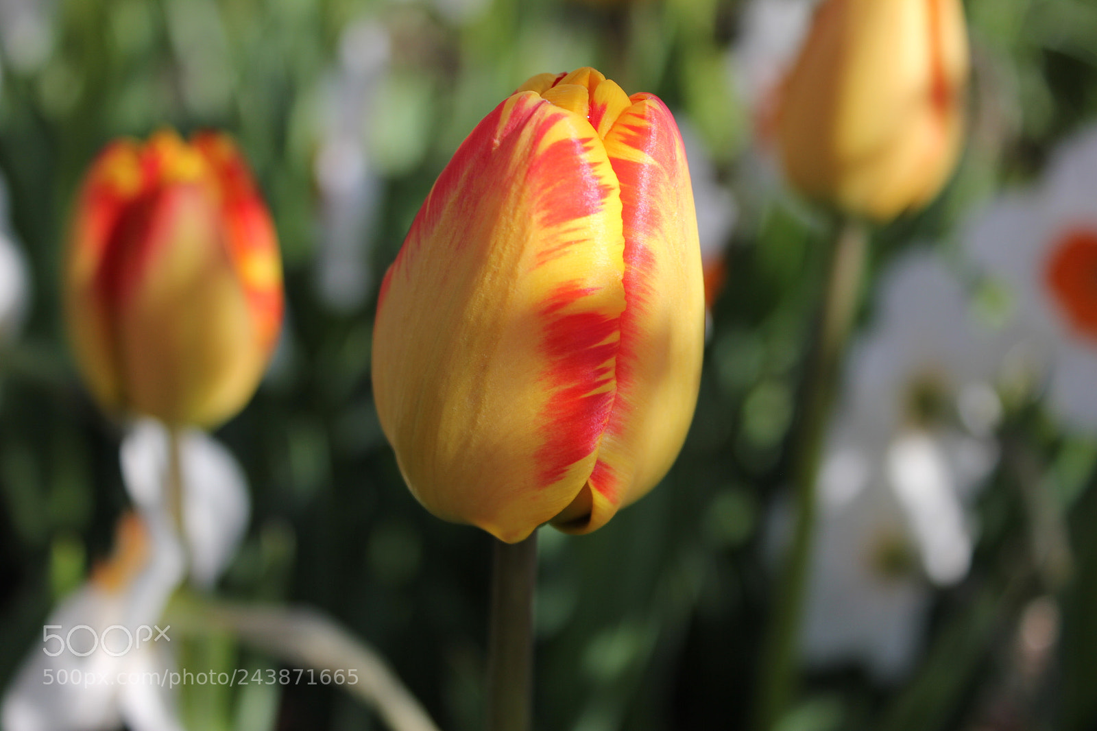 Canon EF-S 18-55mm F3.5-5.6 IS sample photo. Tulips edward's garden, toronto photography