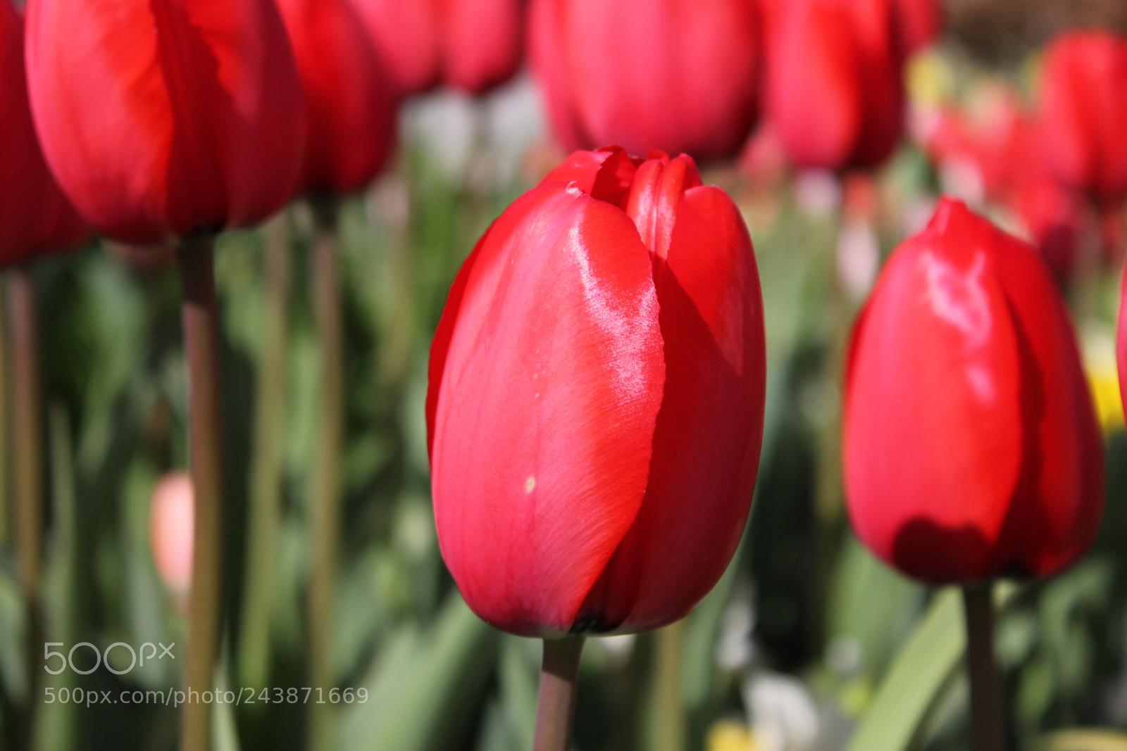 Canon EF-S 18-55mm F3.5-5.6 IS sample photo. Tulips edward's garden, toronto photography