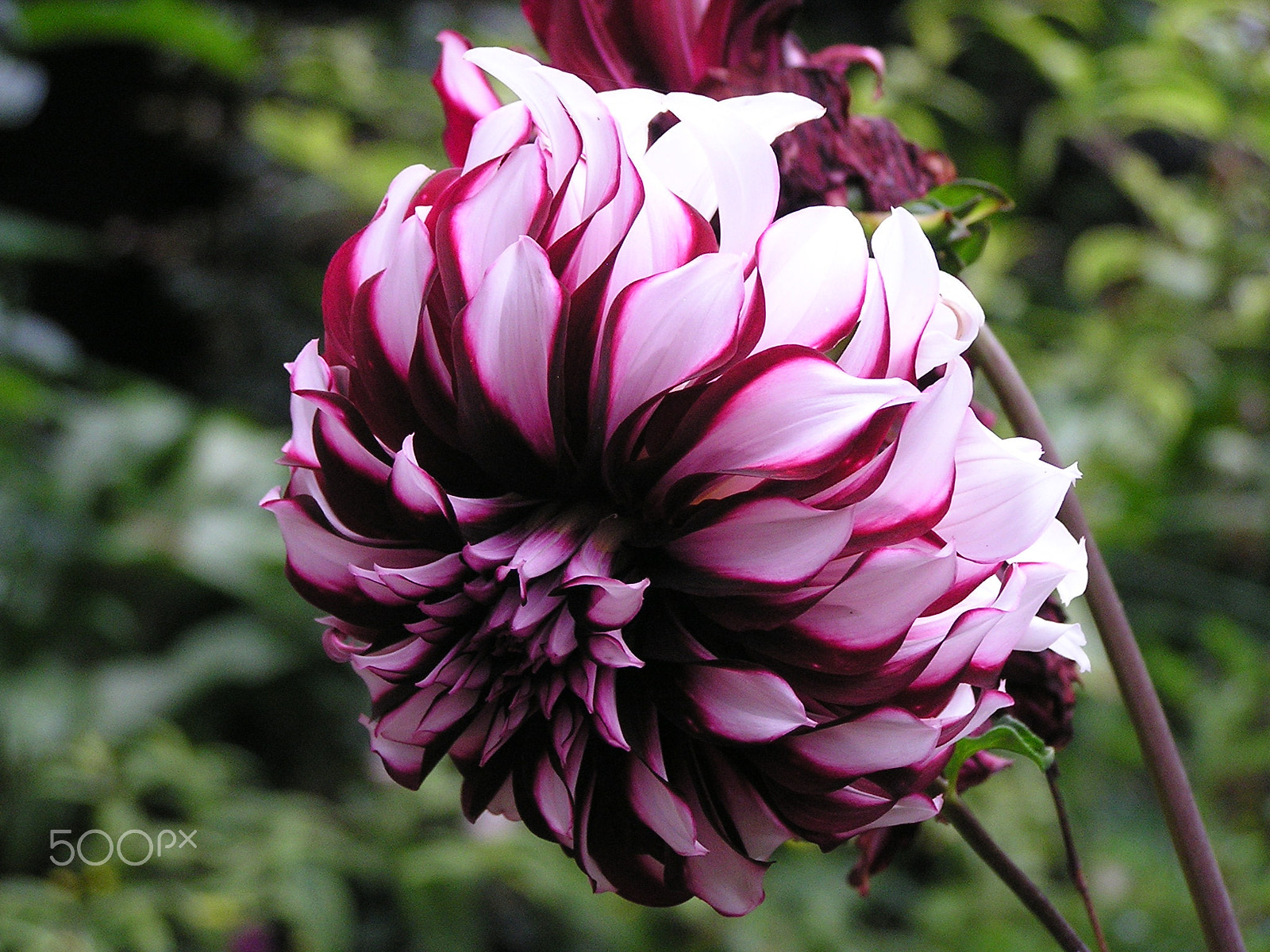 Olympus C740UZ sample photo. A royal dahlia photography